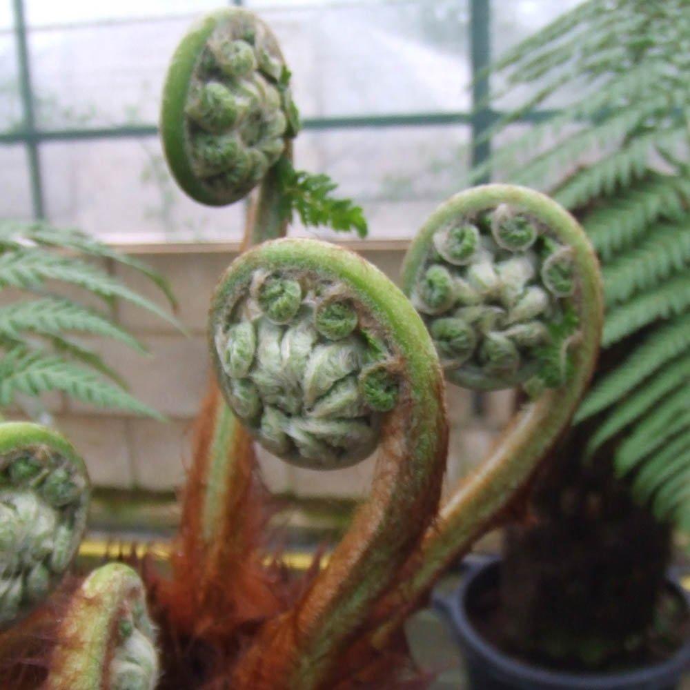 Brown - YouGarden - Tree Fern Dicksonia antarctica 17cm - 2