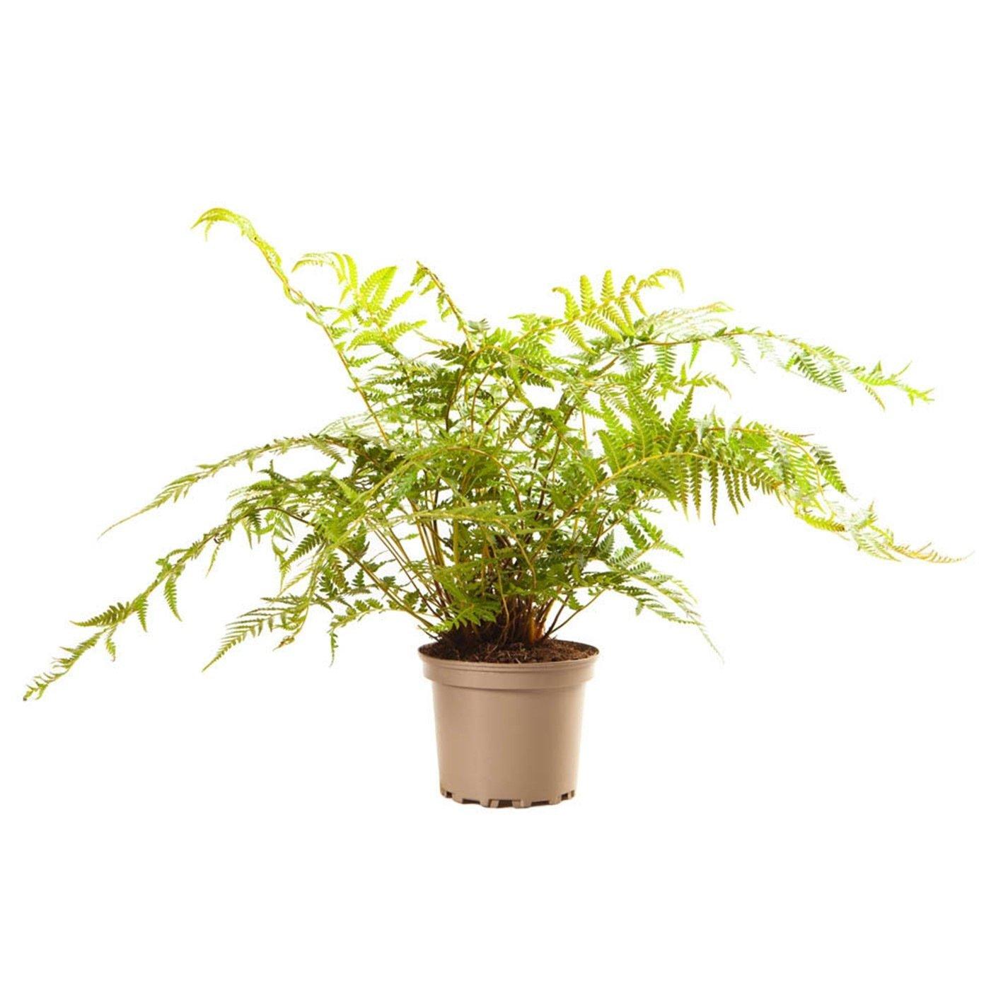 Brown - YouGarden - Tree Fern Dicksonia antarctica 17cm - 3