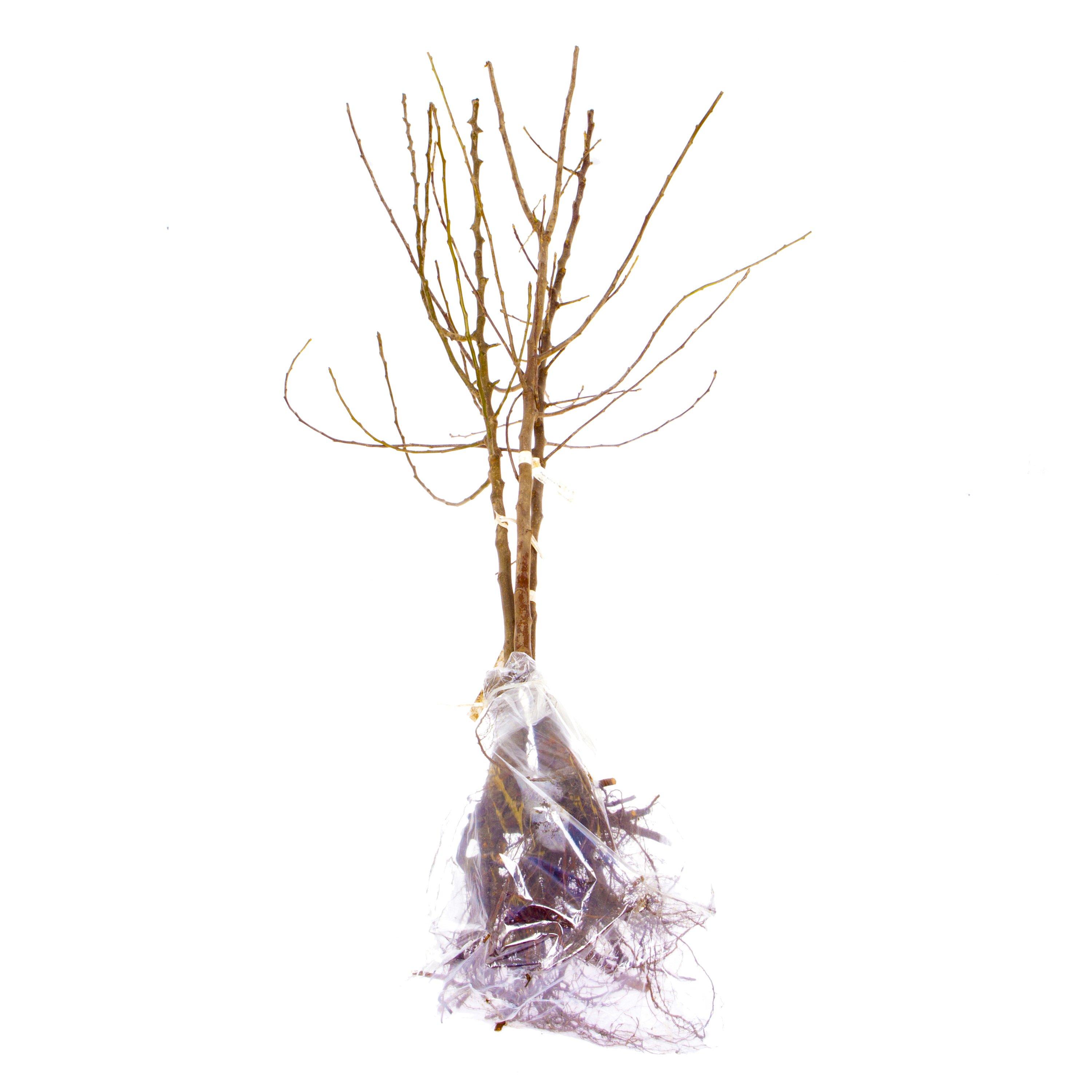 Brown - YouGarden - Mini Orchard Fruit Tree Coll bare root x 3 - 5