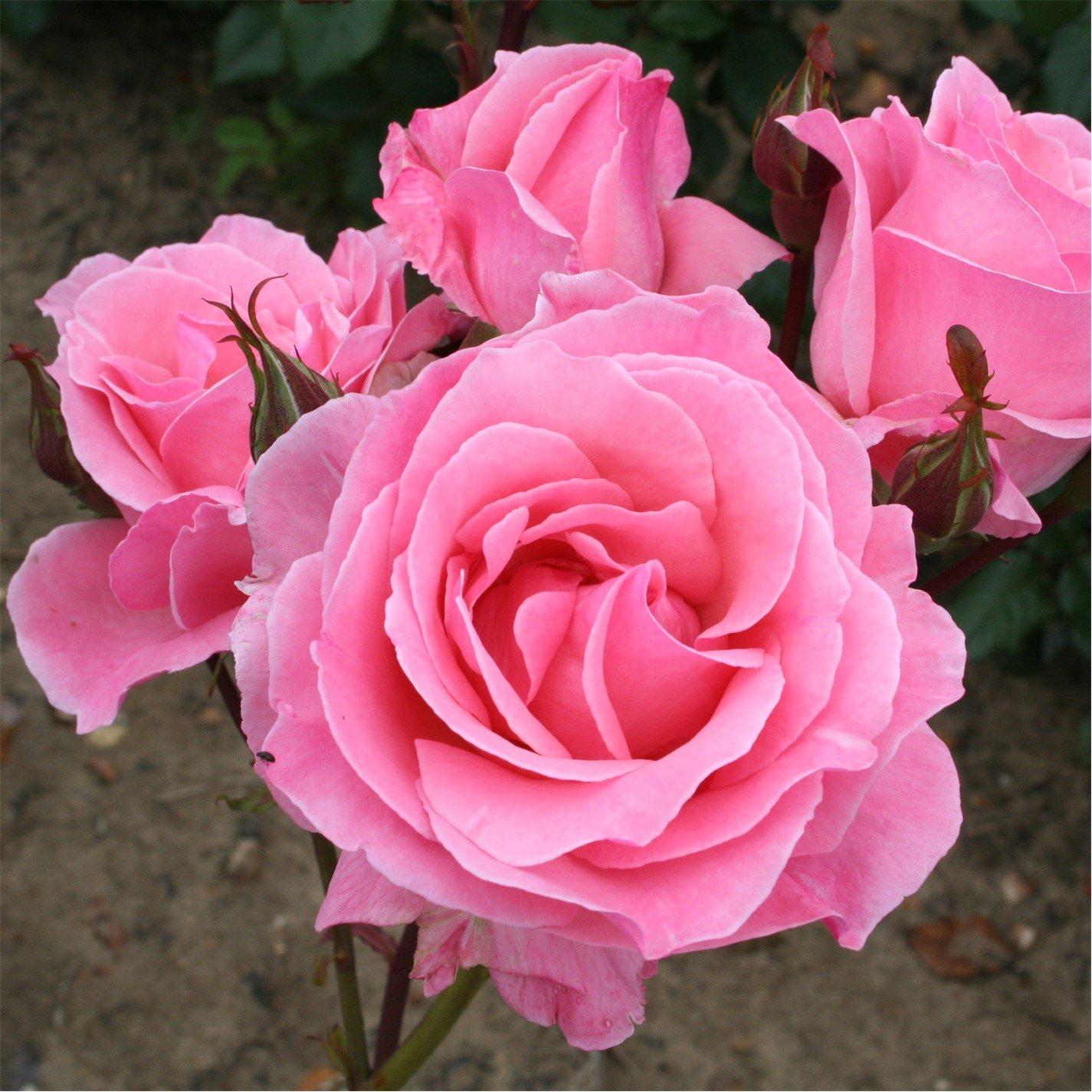 Brown - YouGarden - Rose Queen Elizabeth bare root (pink) single - 1