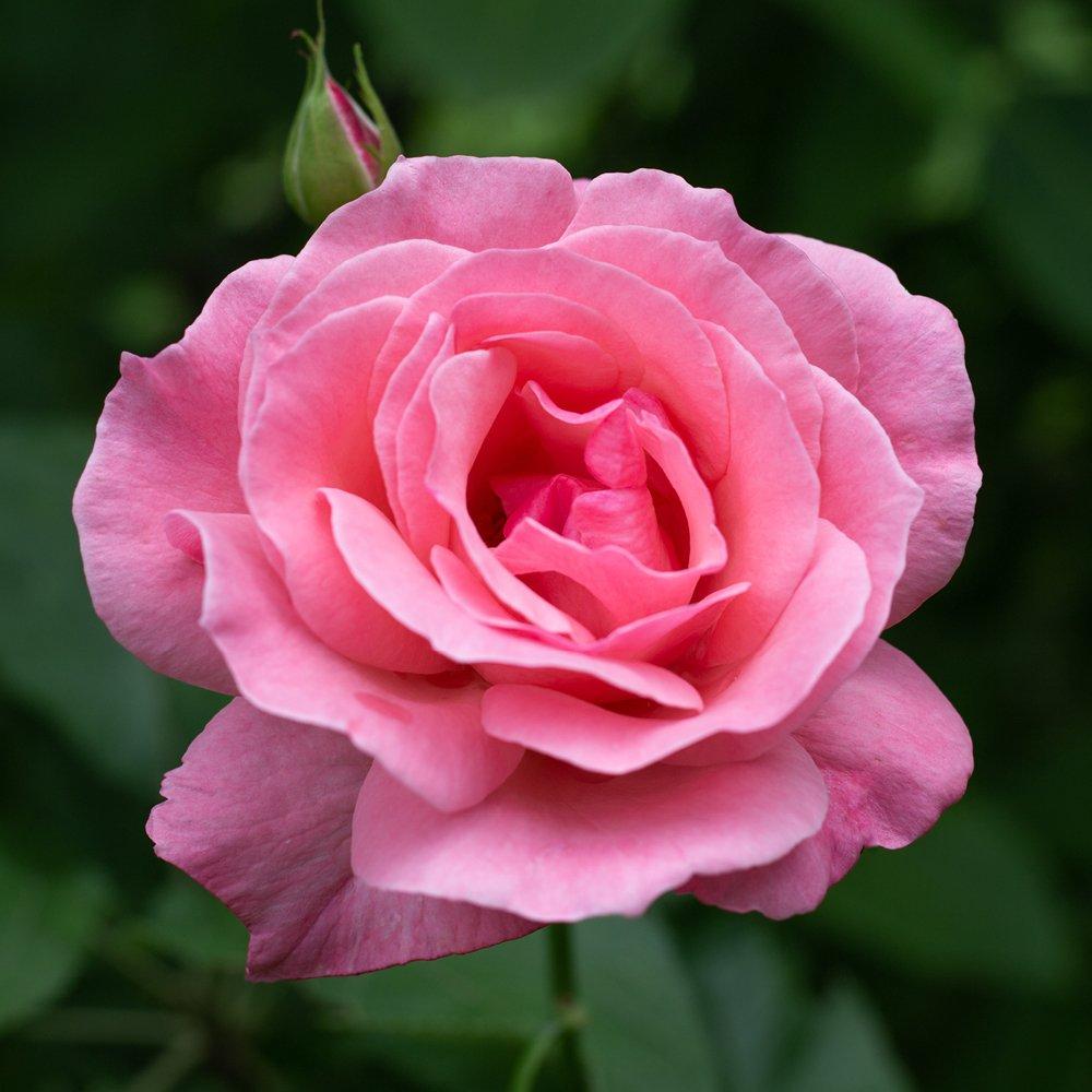 Brown - YouGarden - Rose Queen Elizabeth bare root (pink) single - 3