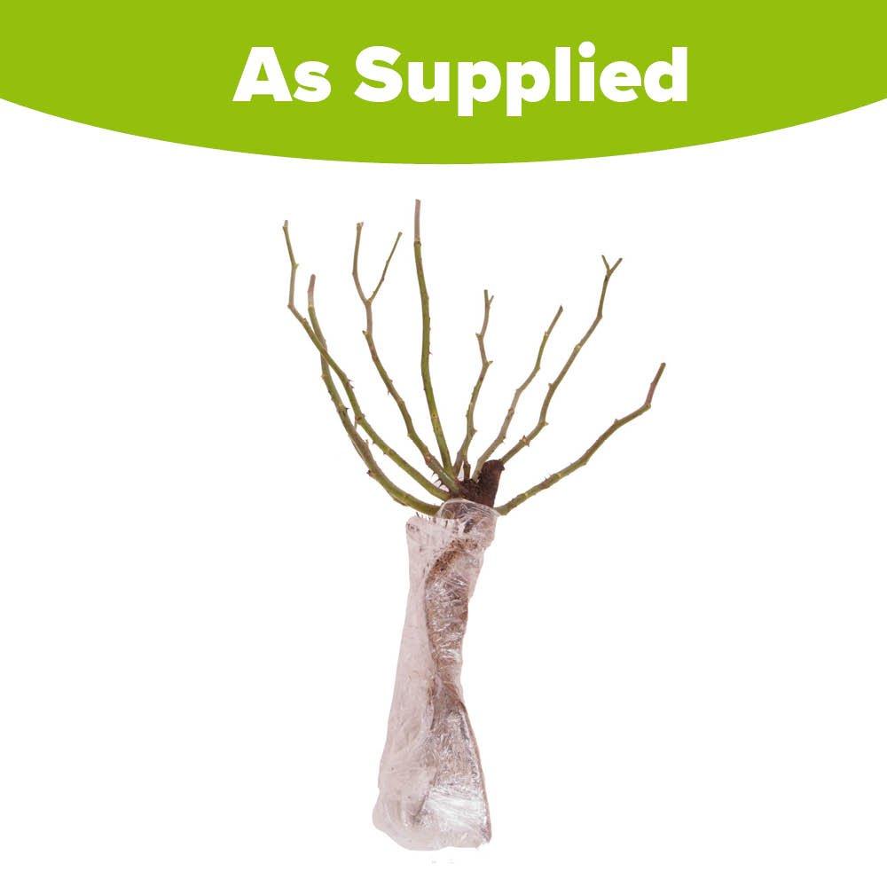 Brown - YouGarden - Rose Queen Elizabeth bare root (pink) single - 4