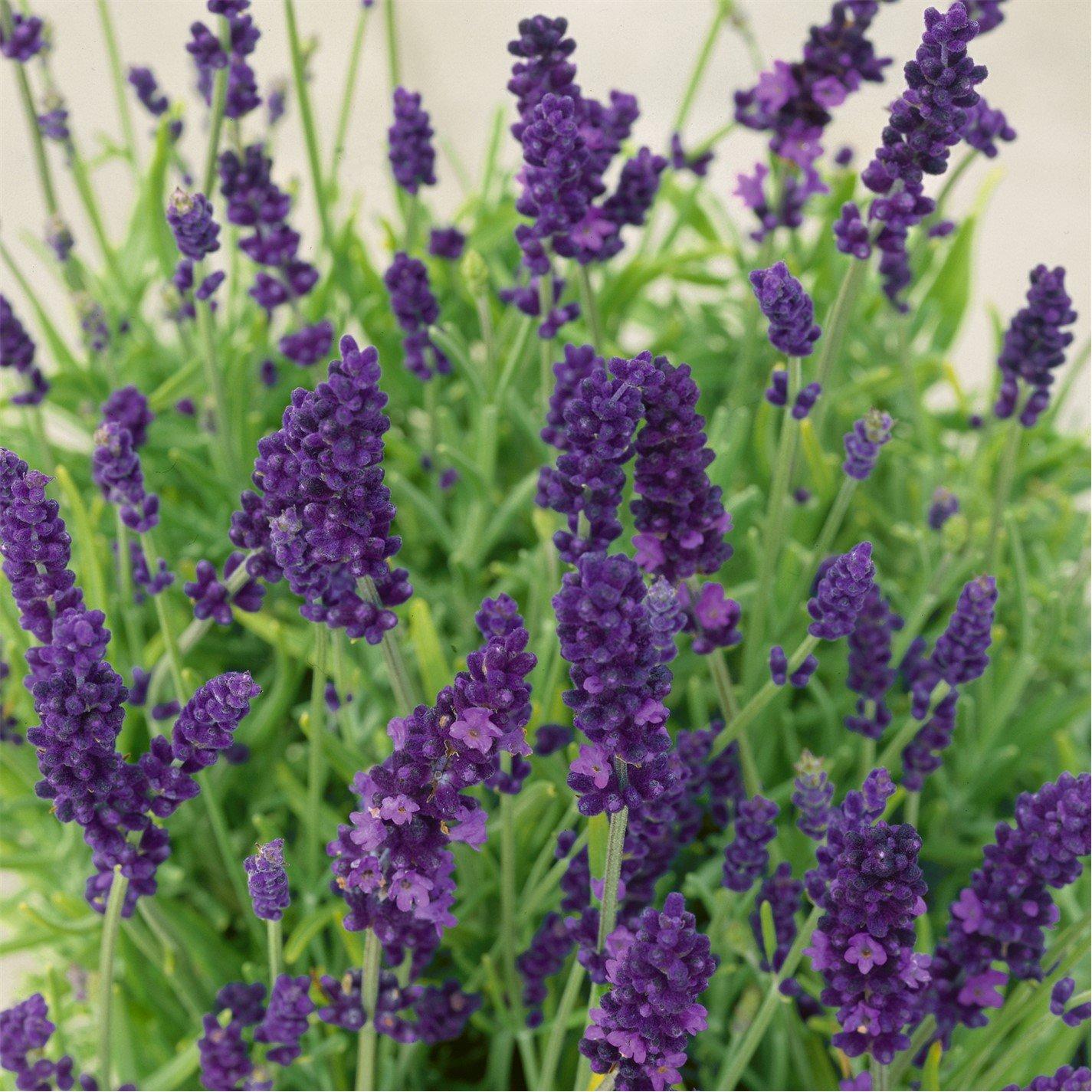 Brown - YouGarden - Lavender Hidcote plug x 12 - 1