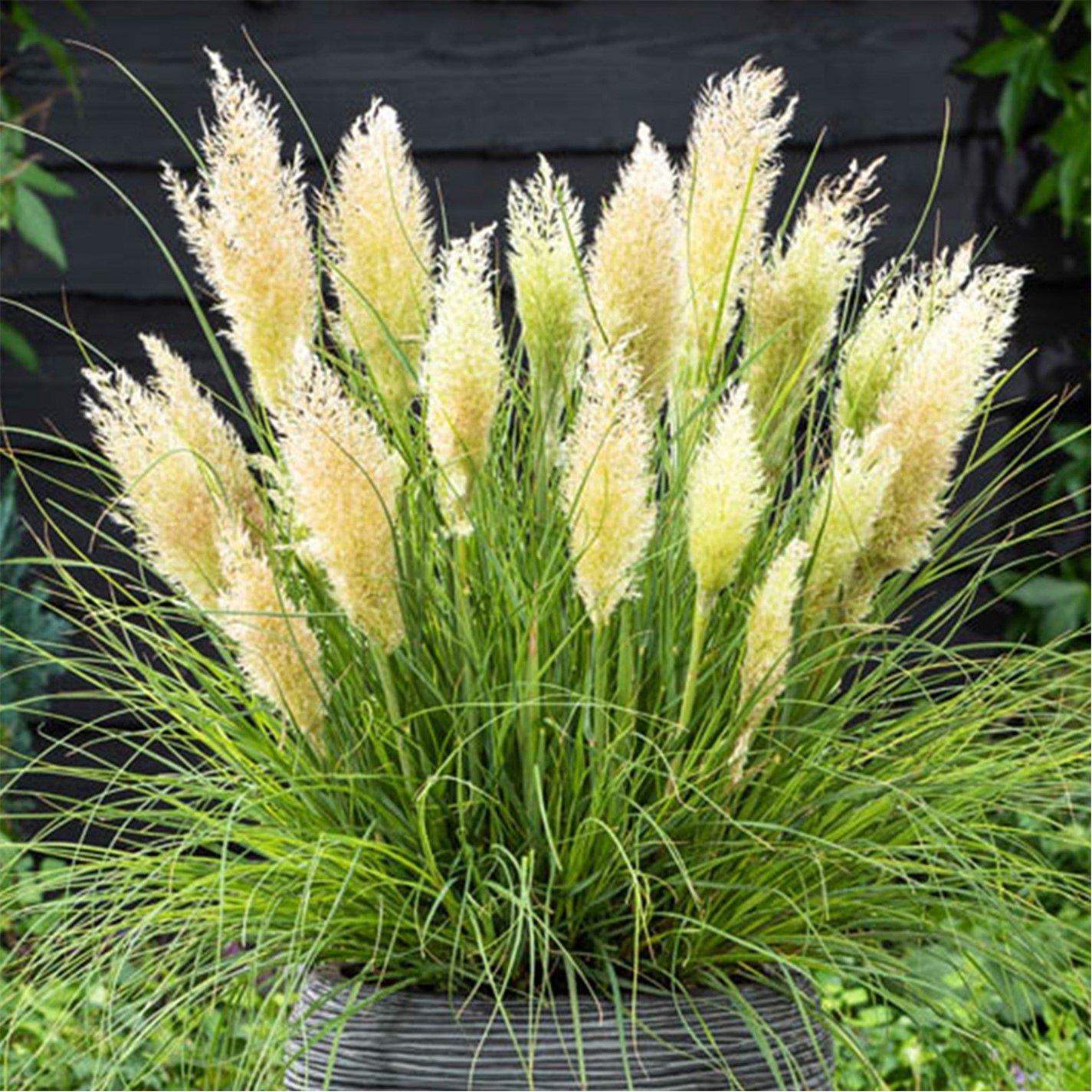 Brown - YouGarden - Cortaderia Tiny Pampa 9cm x 2 - 1