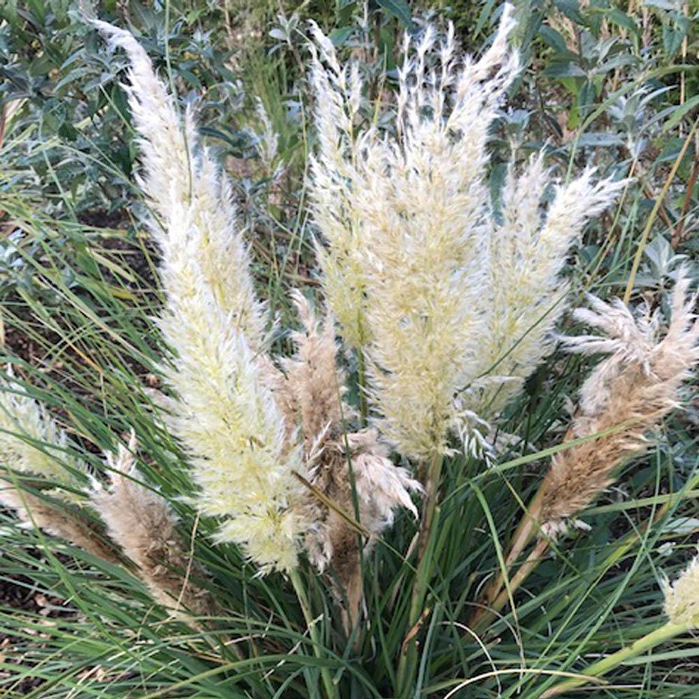 Brown - YouGarden - Cortaderia Tiny Pampa 9cm x 2 - 2