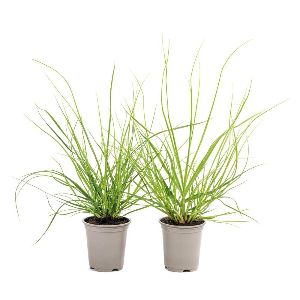 Brown - YouGarden - Cortaderia Tiny Pampa 9cm x 2 - 3