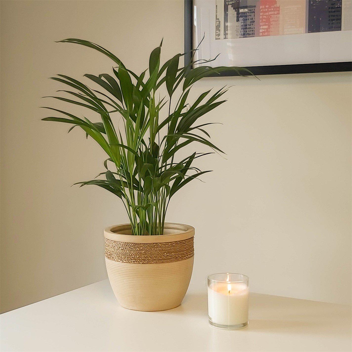Yougarden  Areca Palm 14Cm Pot 50-60Cm Tall - Brown - 14cm Pot