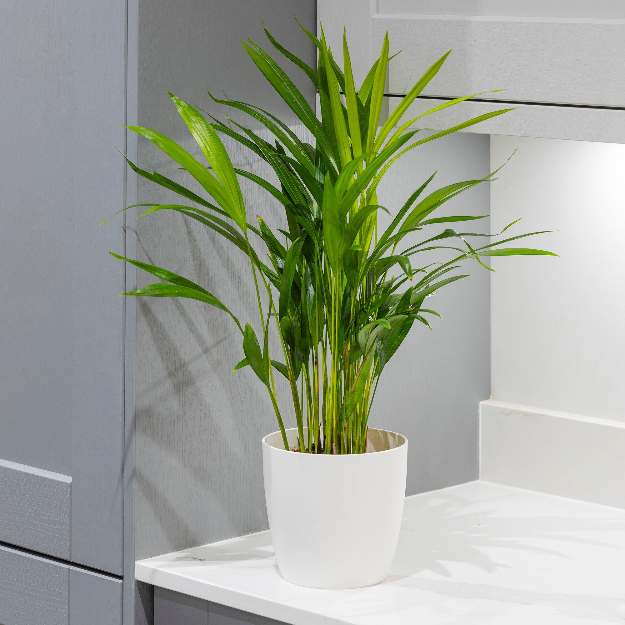 Brown - YouGarden - Areca palm 14cm pot  50-60cm tall - 2