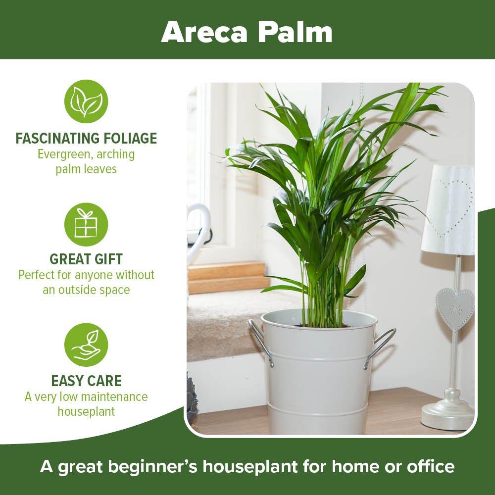 Brown - YouGarden - Areca palm 14cm pot  50-60cm tall - 3