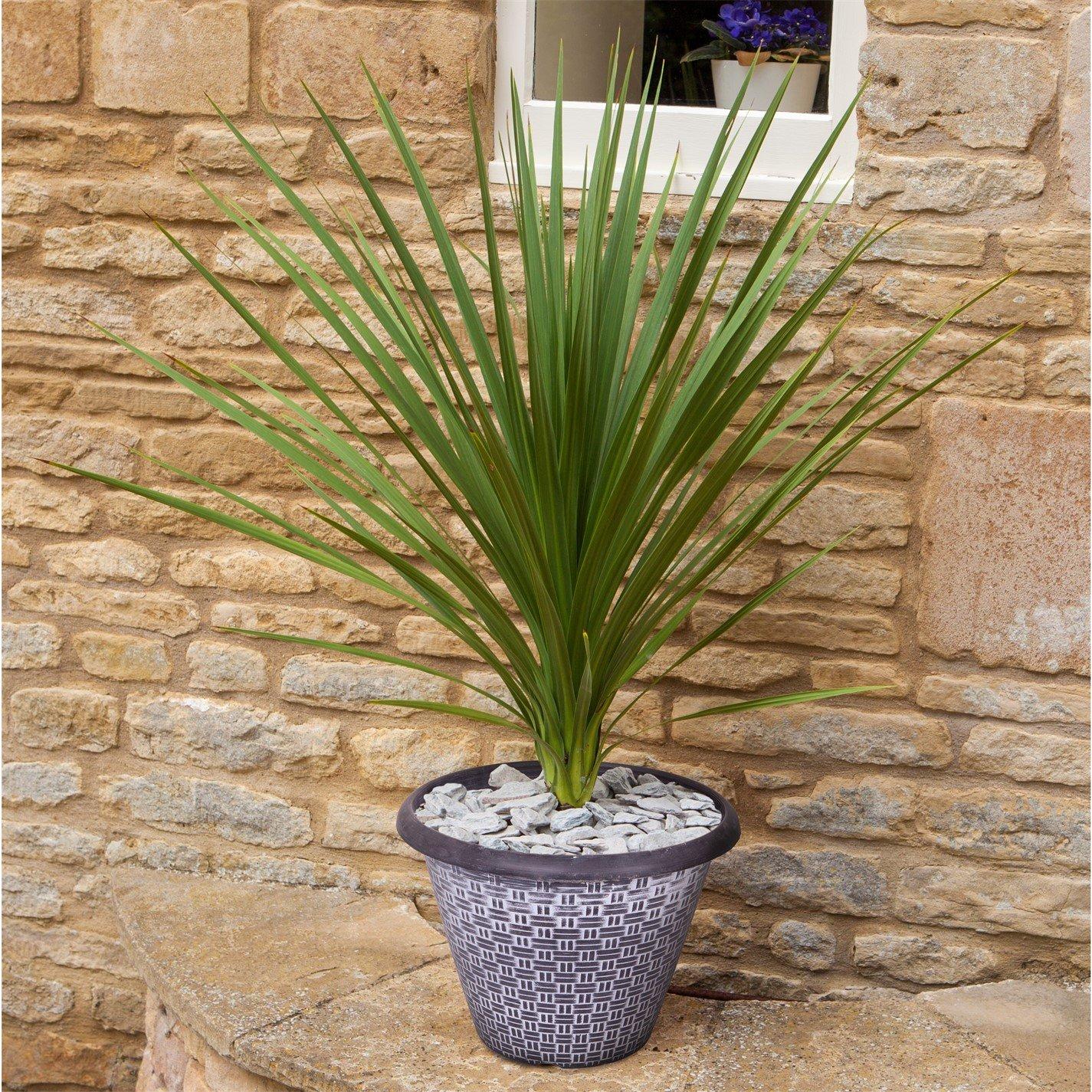 Yougarden  Cordyline Australis & Wicker Planter X 2 - Brown - 2 x Potted