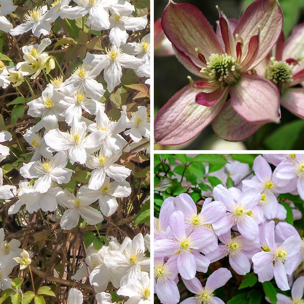 Brown - YouGarden - Clematis Montana Collection 9cm x 3 - 1