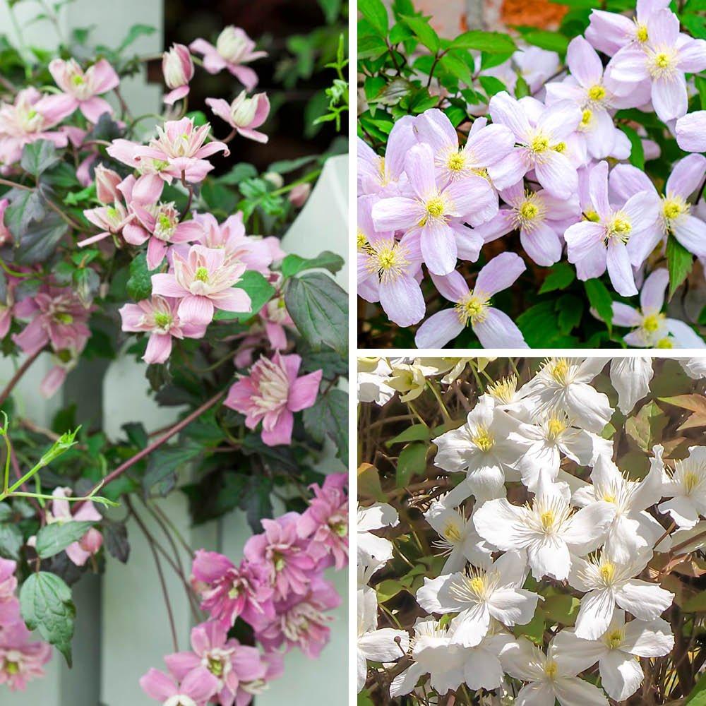 Yougarden  Clematis Montana Collection 3X7-9Cm Pot - Brown