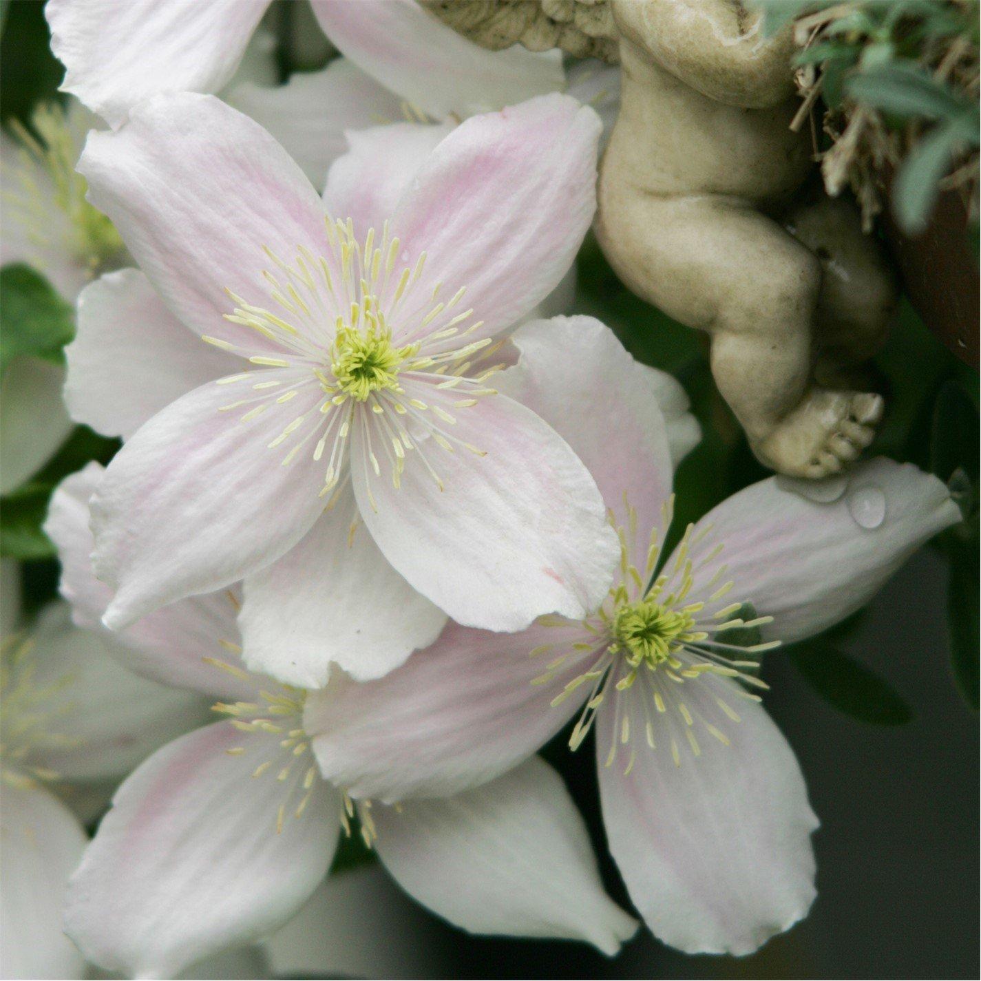 Brown - YouGarden - Clematis Montana Collection 9cm x 3 - 3