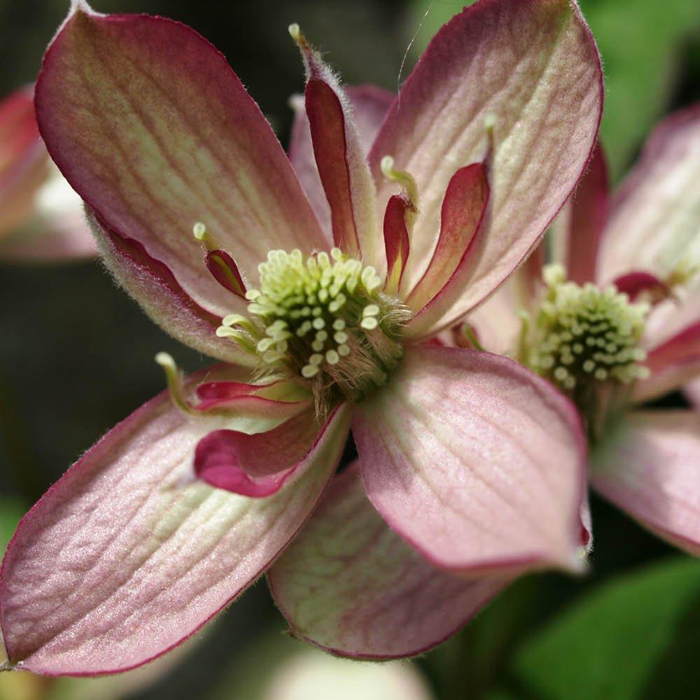 Brown - YouGarden - Clematis Montana Collection 9cm x 3 - 4