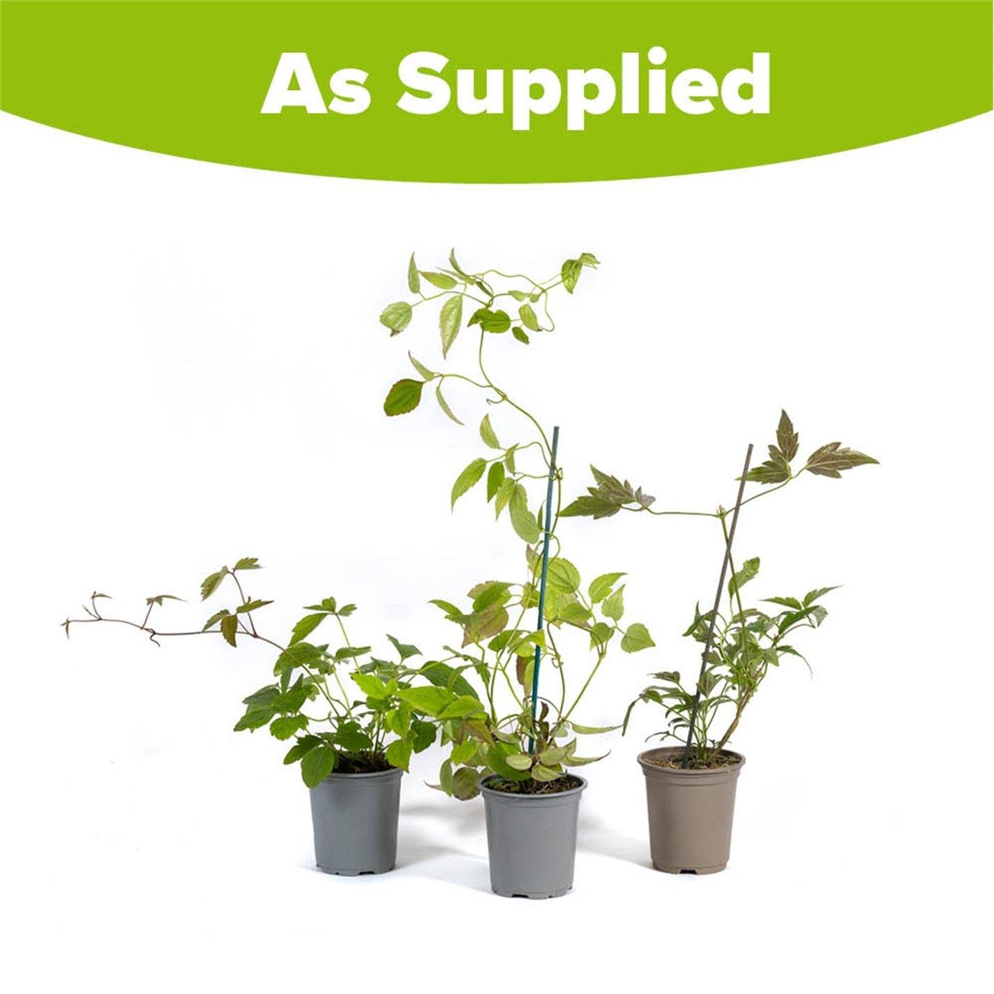 Brown - YouGarden - Clematis Montana Collection 9cm x 3 - 5