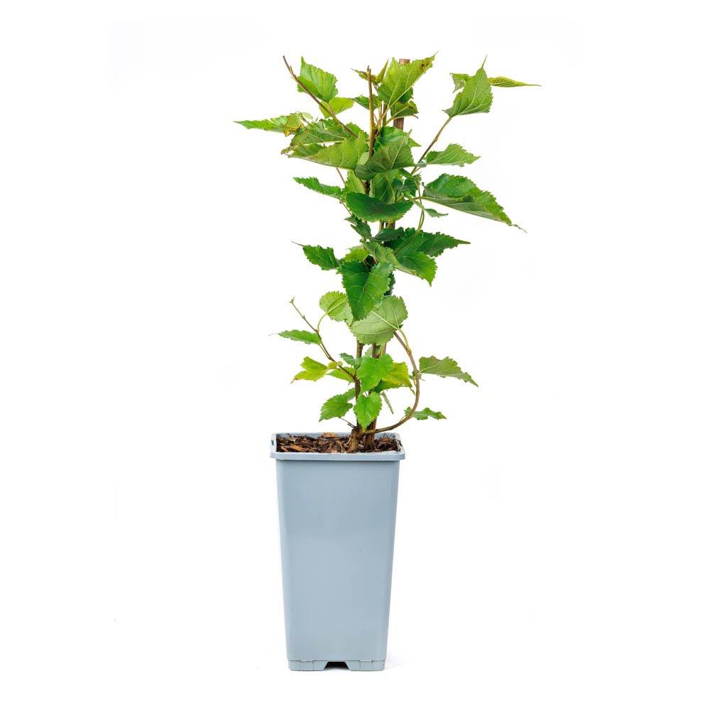 Brown - YouGarden - Morus Matsunaga Mojoberry 1.5L - 3