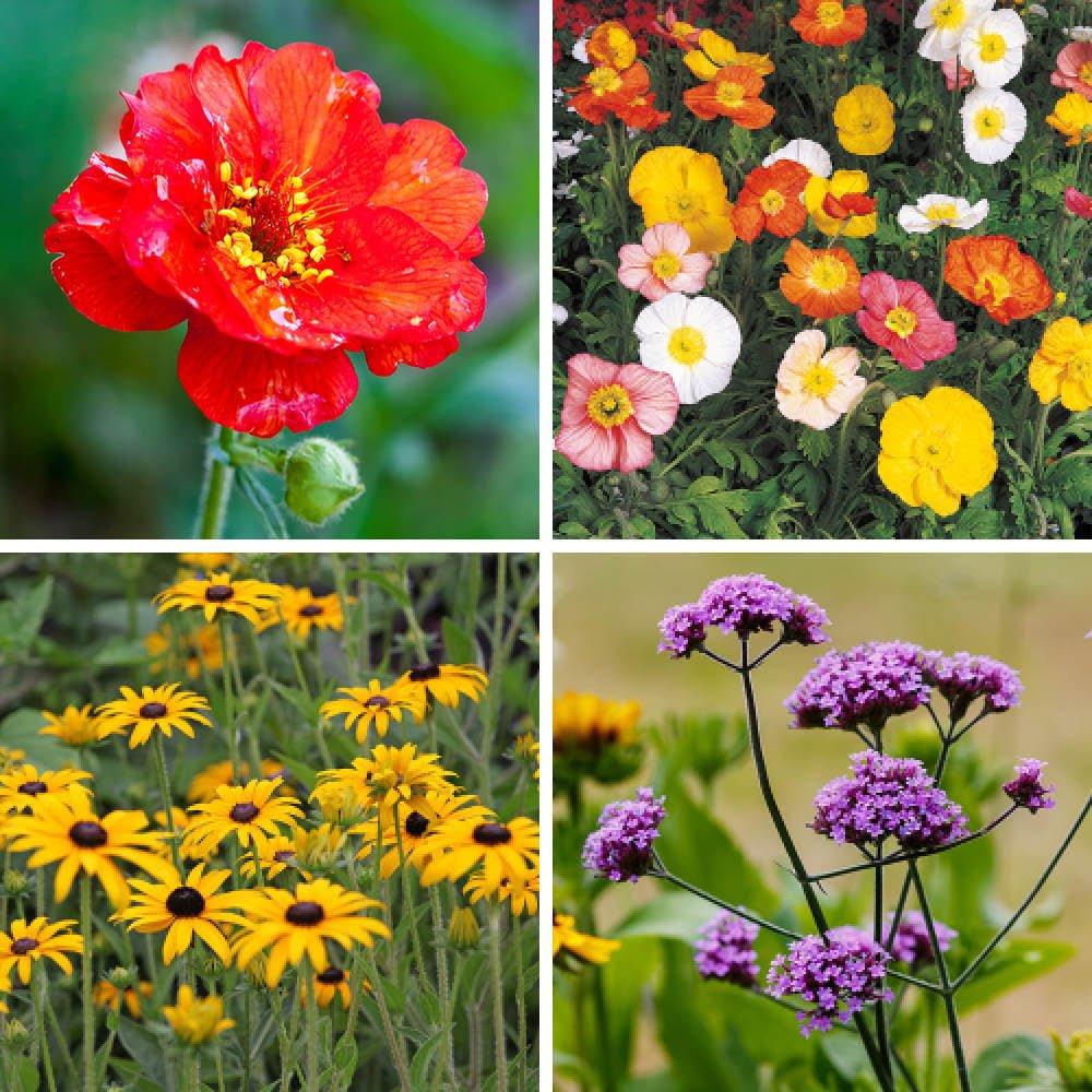 Brown - YouGarden - Hardy Garden Perennial collection plug x 24 - 4