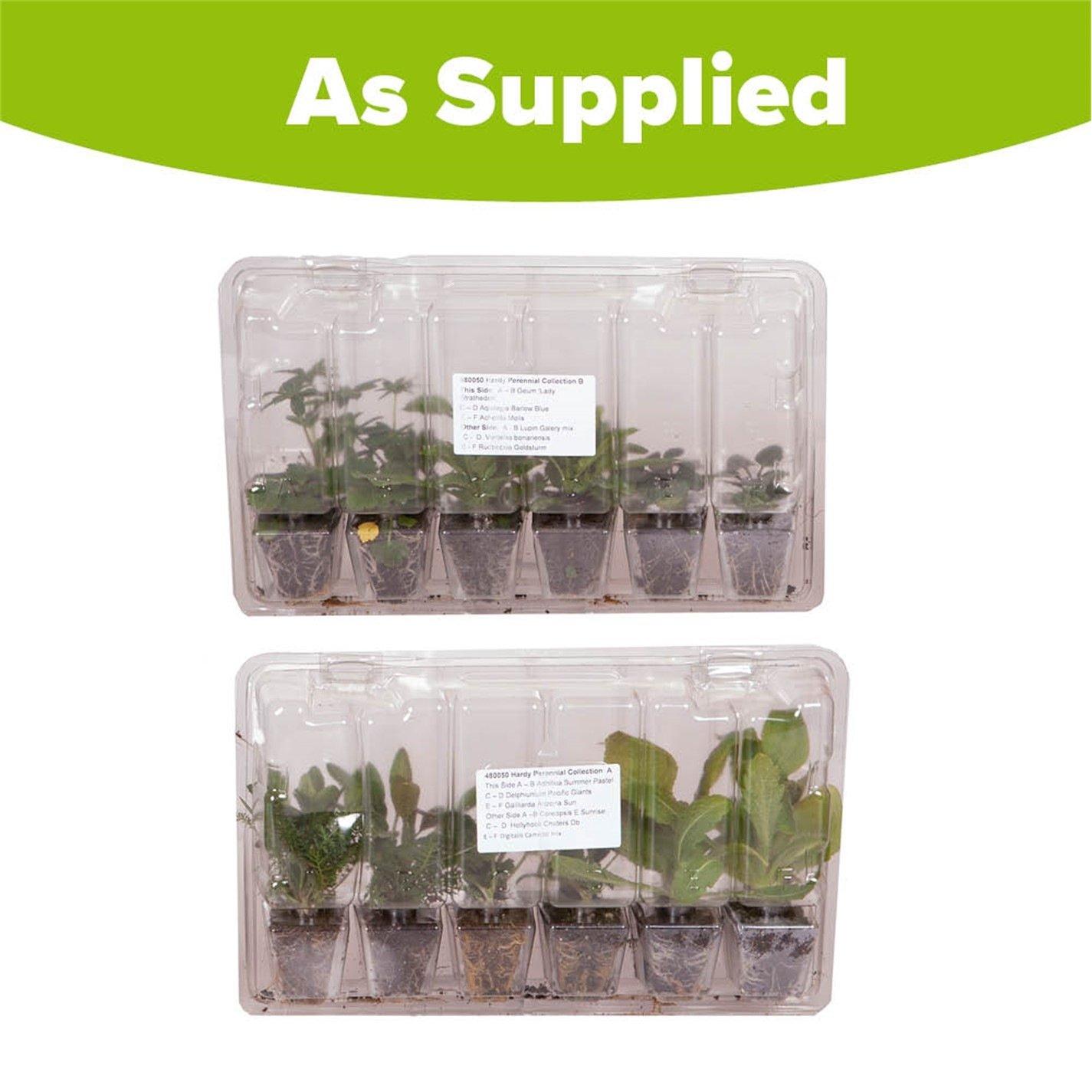 Brown - YouGarden - Hardy Garden Perennial collection plug x 24 - 5