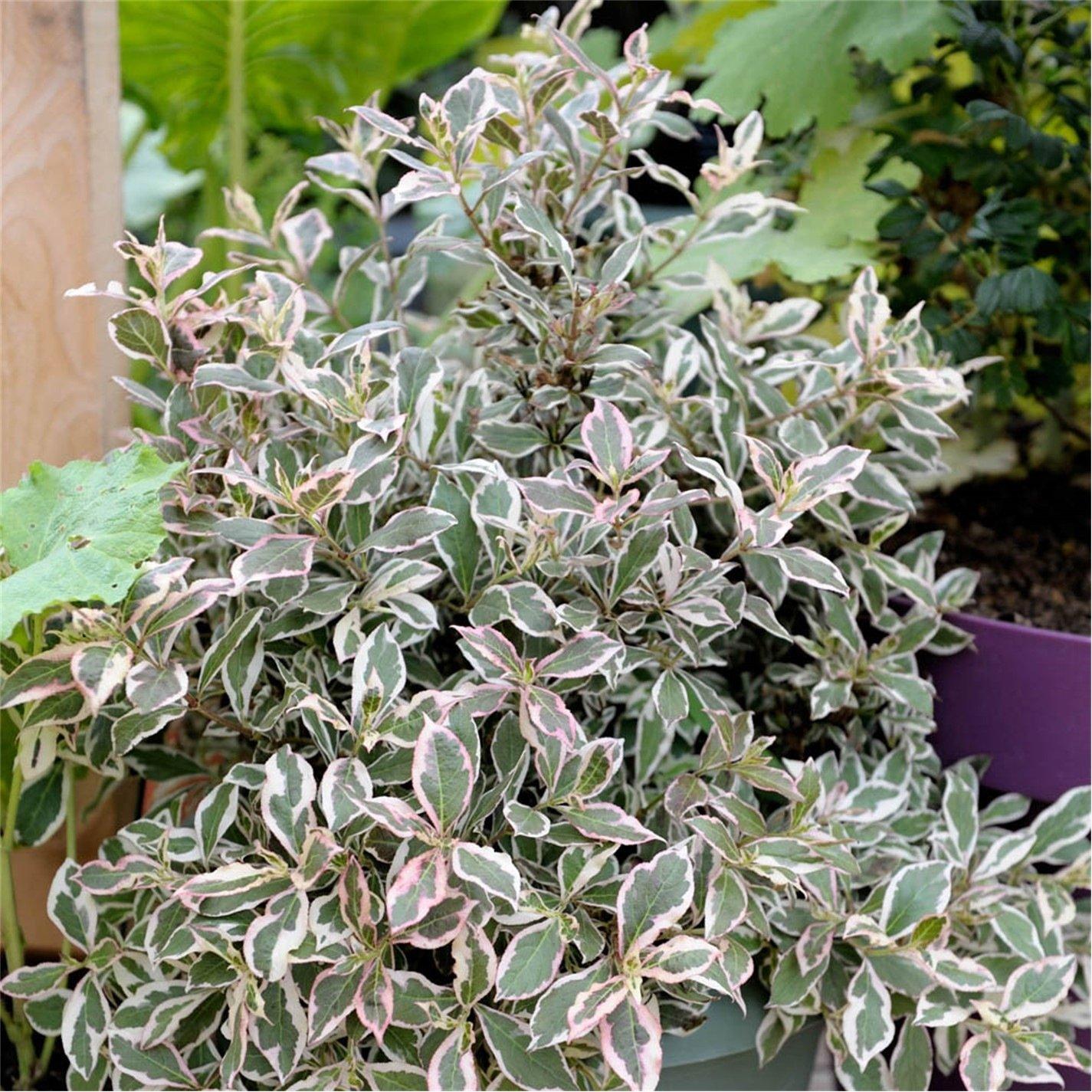 Yougarden  Weigela Florida Monet 3L - Brown - 3L Pot
