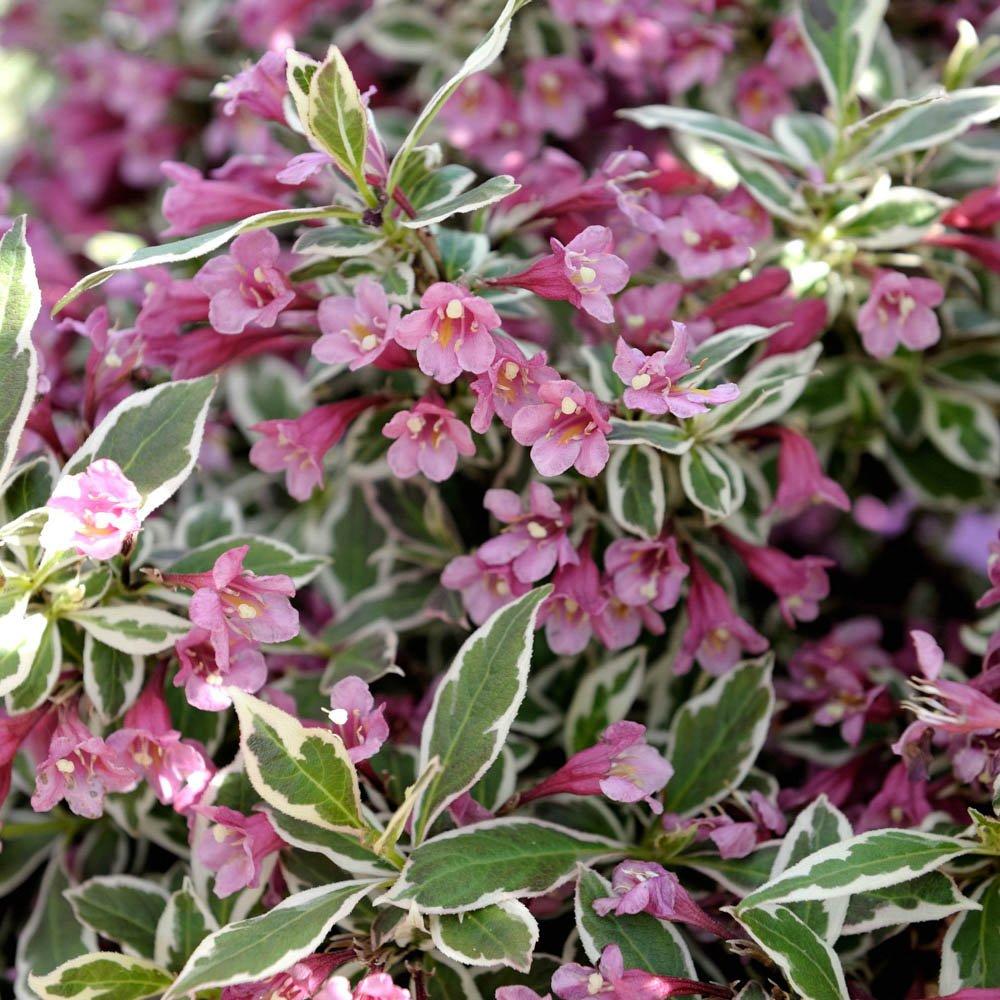 Brown - YouGarden - Weigela florida Monet 3L - 2