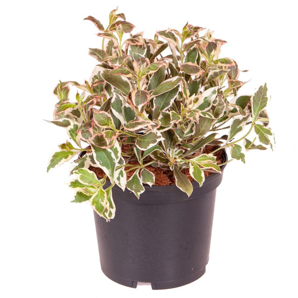 Brown - YouGarden - Weigela florida Monet 3L - 3