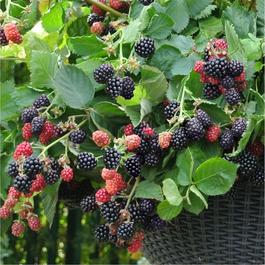 YouGarden Blackberry Cascade 9cm x 3