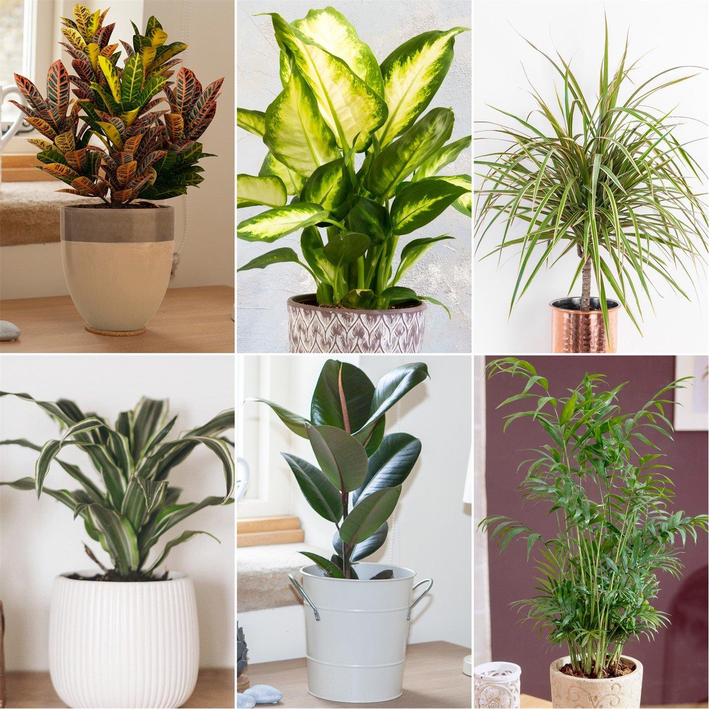 Yougarden  Houseplant Mix 6 X 12Cm - Brown - 6 x 12cm P