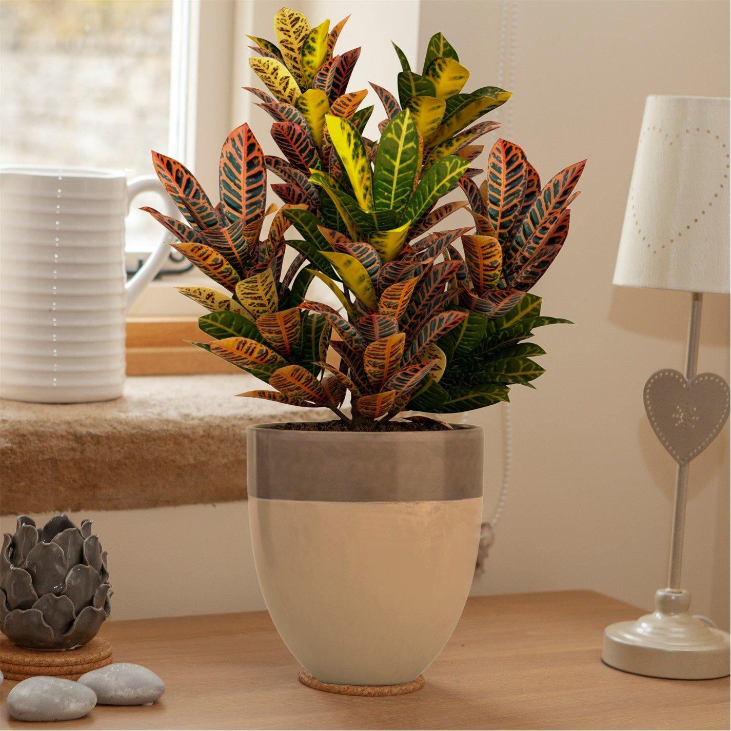 Brown - YouGarden - Houseplant Mix 6 x 12cm - 2