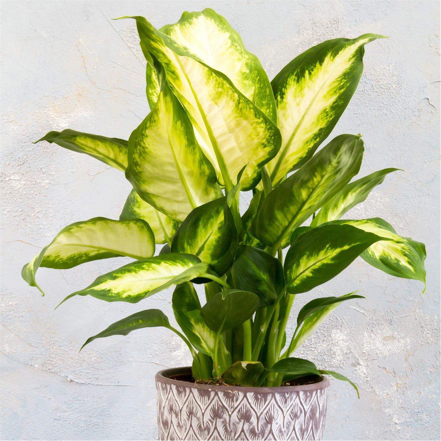 Brown - YouGarden - Houseplant Mix 6 x 12cm - 3