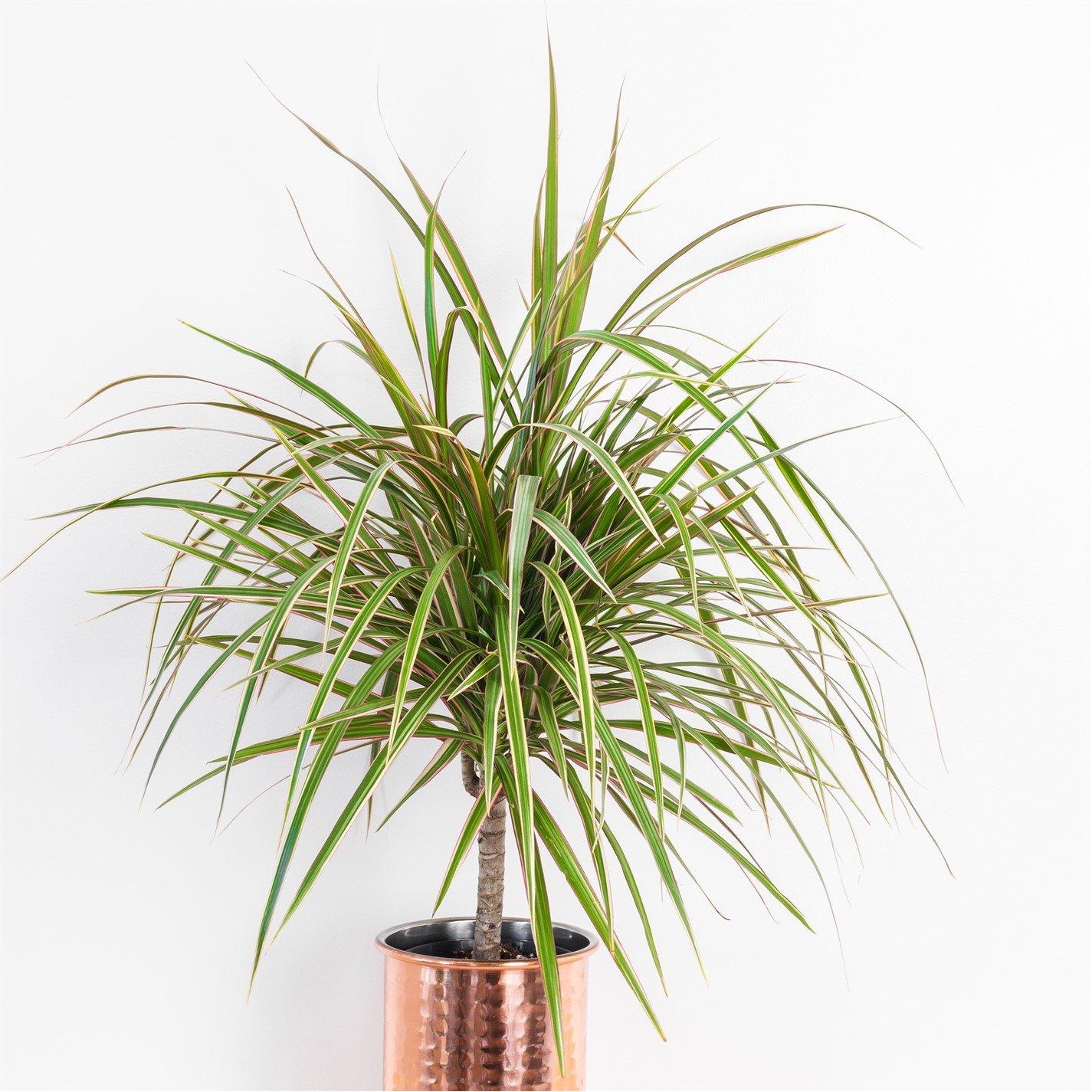 Brown - YouGarden - Houseplant Mix 6 x 12cm - 4