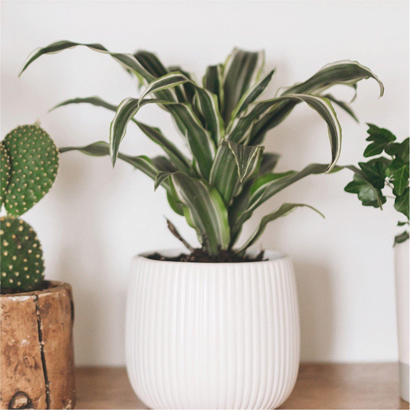 Brown - YouGarden - Houseplant Mix 6 x 12cm - 5