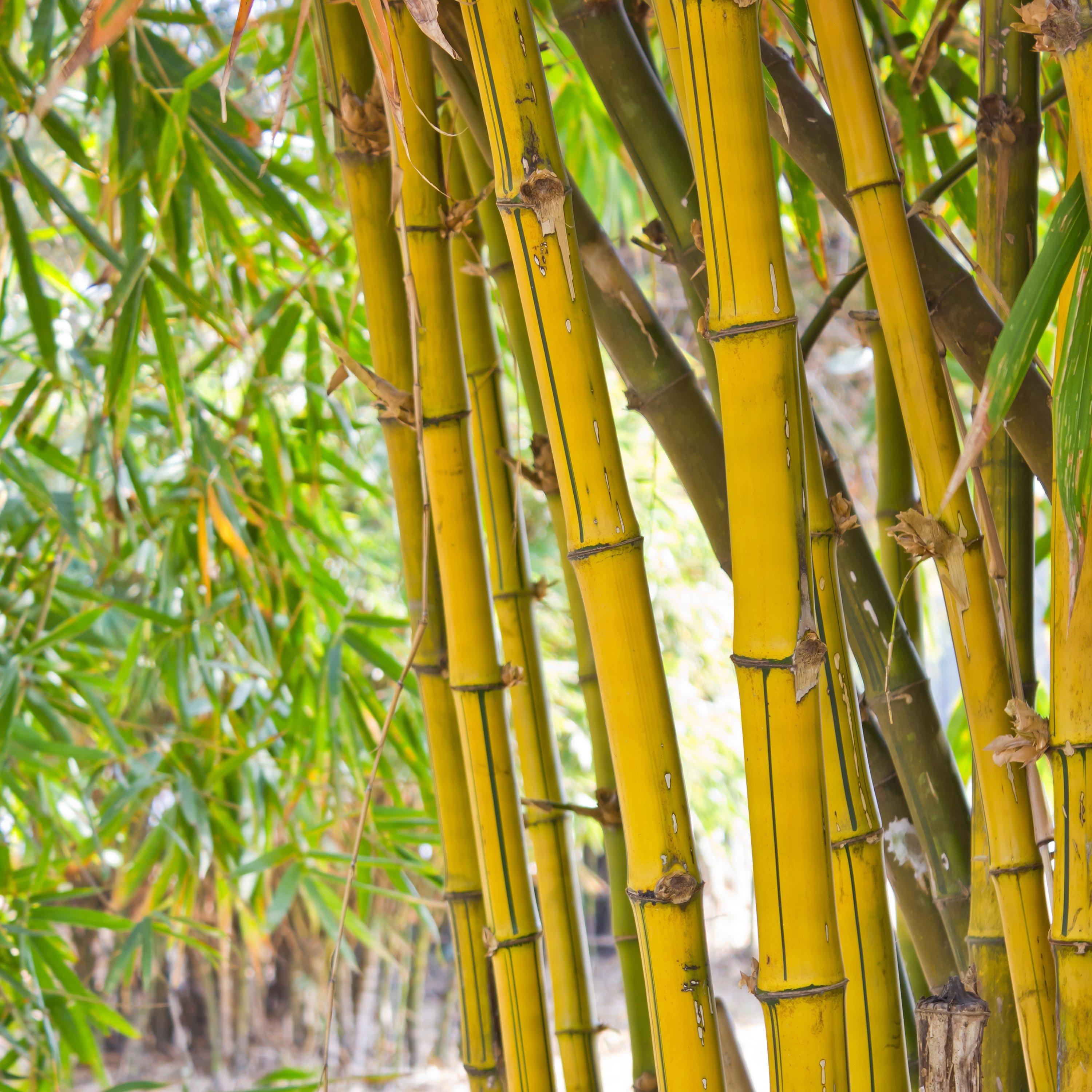 Yougarden Yellow Bamboo Plant 3L Pot - Image 3