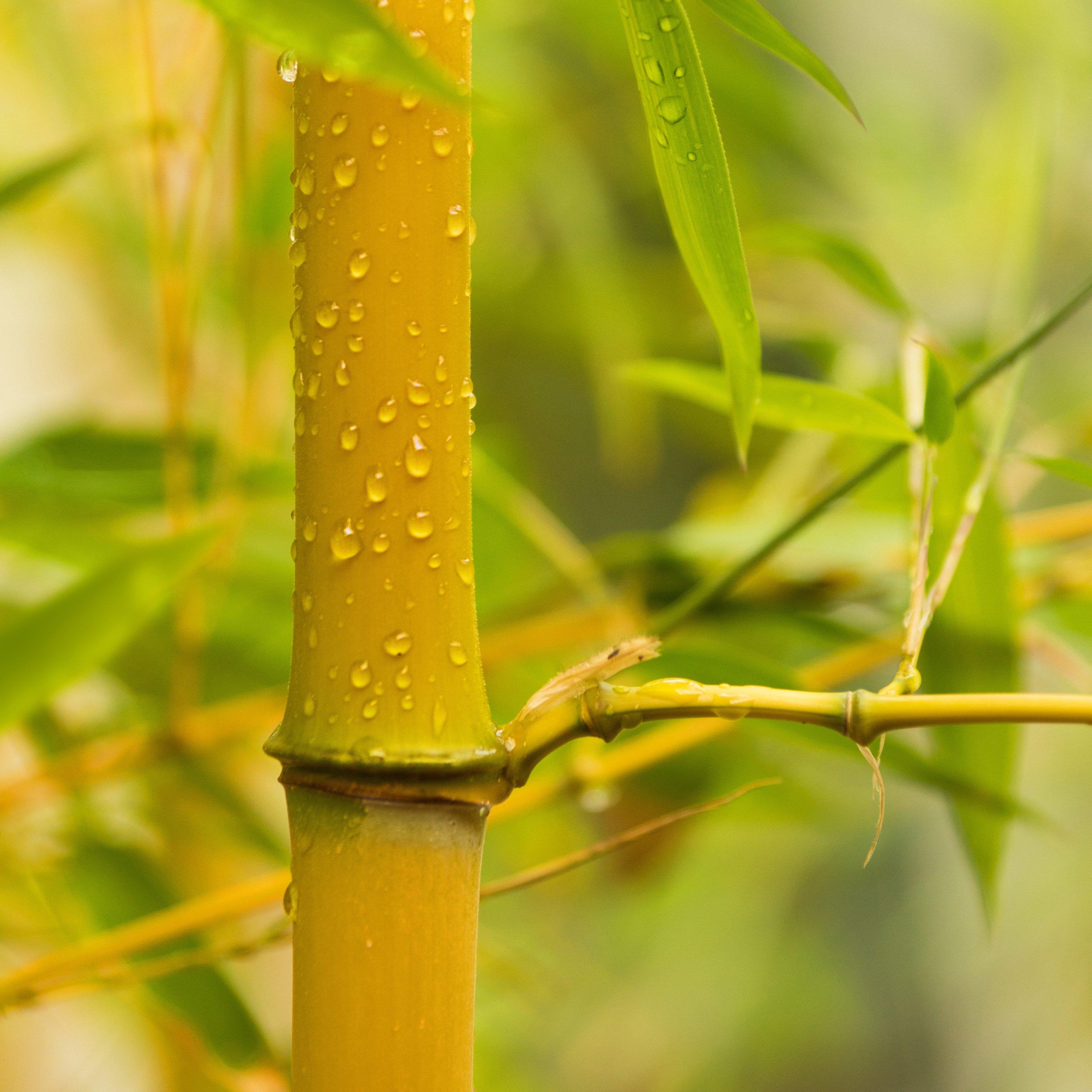 Brown - YouGarden - Phyllostachys aureosulcata aureocaulis 3L pot - 2