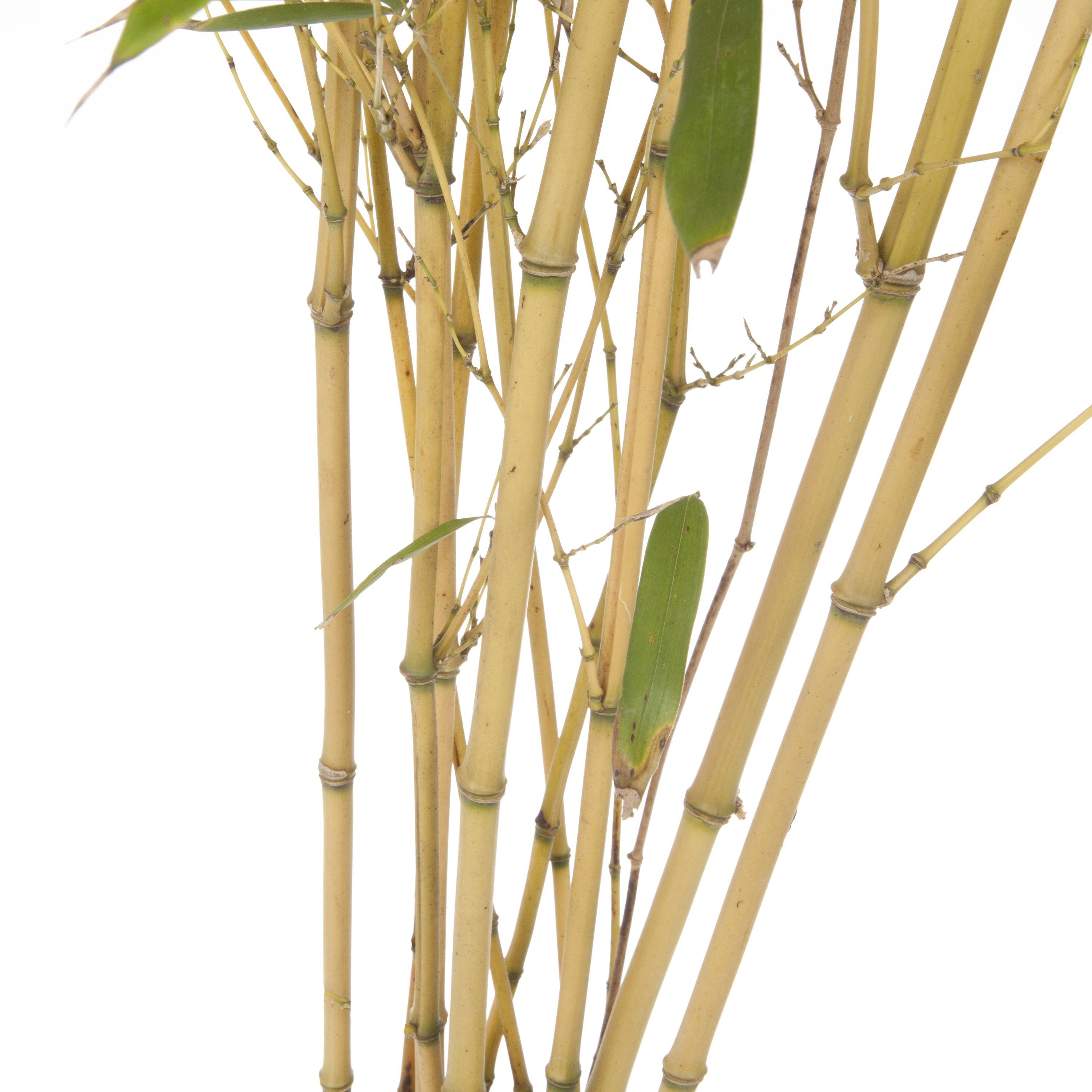 Brown - YouGarden - Phyllostachys aureosulcata aureocaulis 3L pot - 3