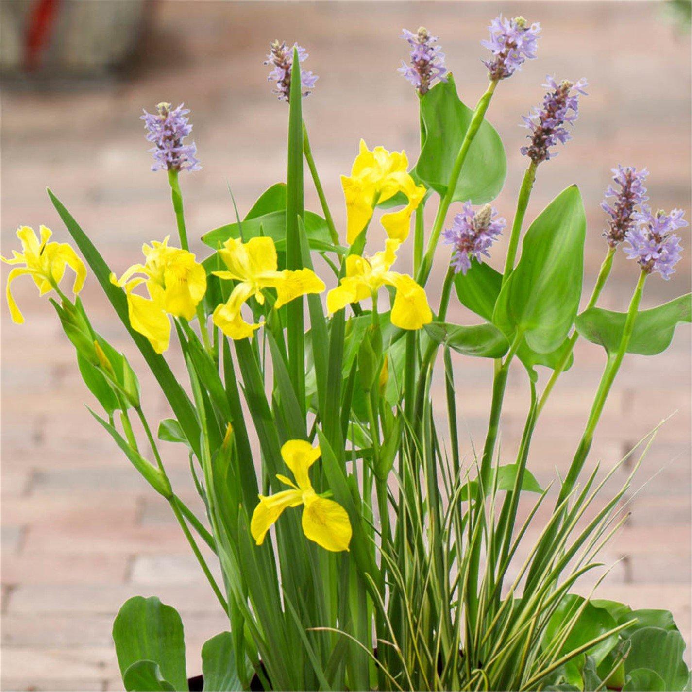 Brown - YouGarden - Complete Patio Pond Kit - 1