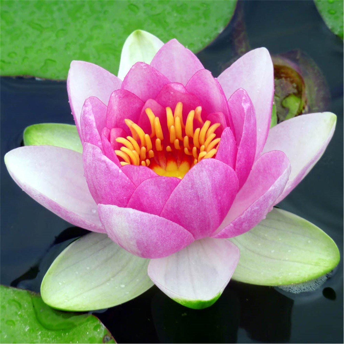 Yougarden  Water Lily Planting Kit - Pink - Brown - Pink water