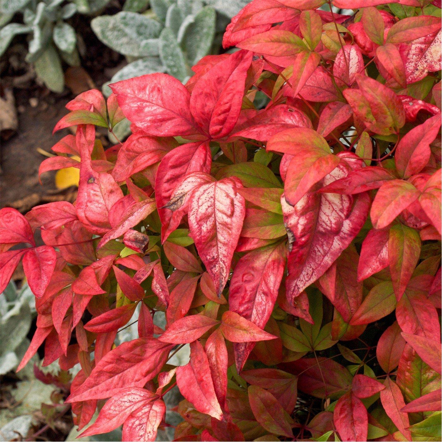Yougarden  Nandina Fire Power 2L - Brown - 2L Pot