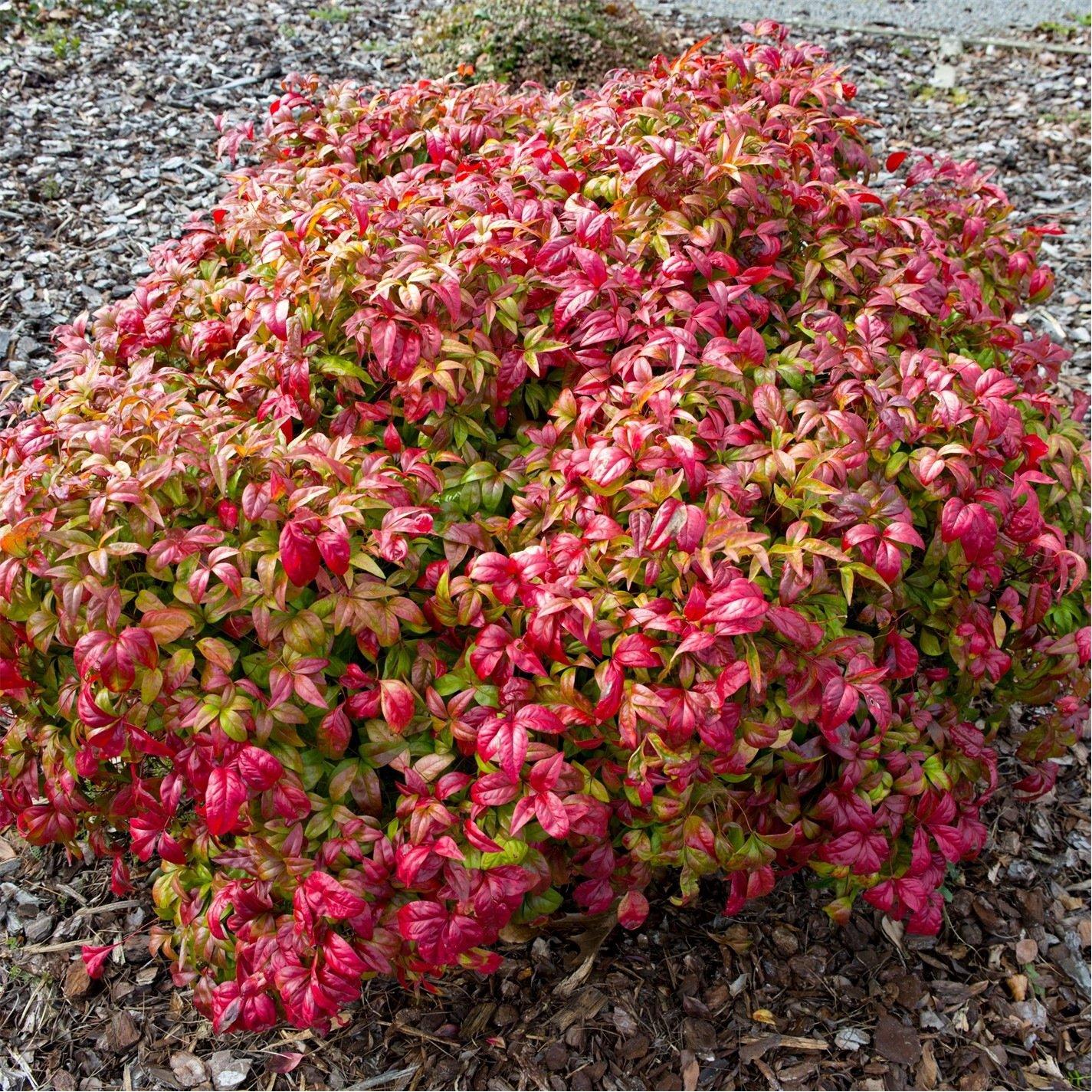 Brown - YouGarden - Nandina Fire Power 2L - 2
