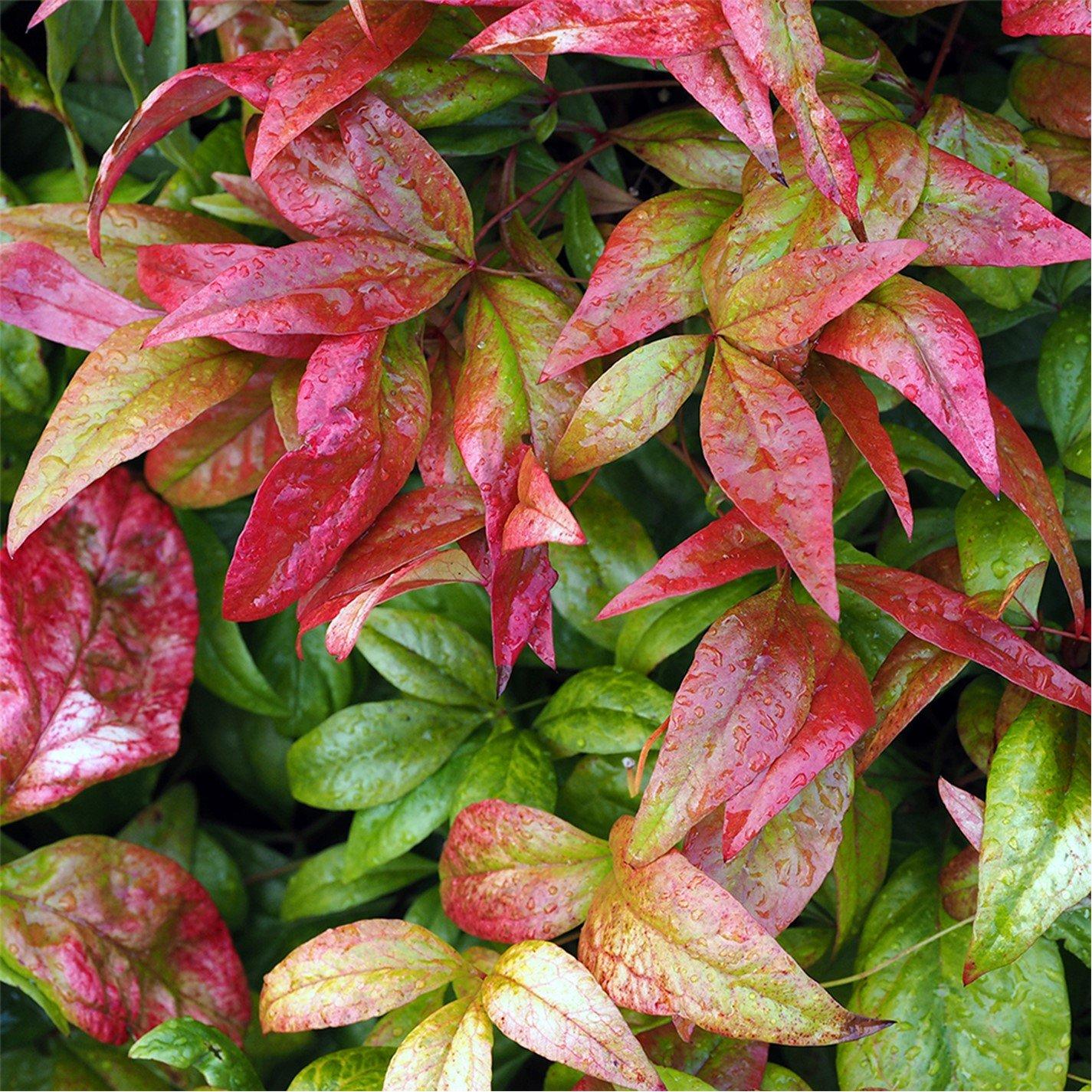 Brown - YouGarden - Nandina Fire Power 2L - 3