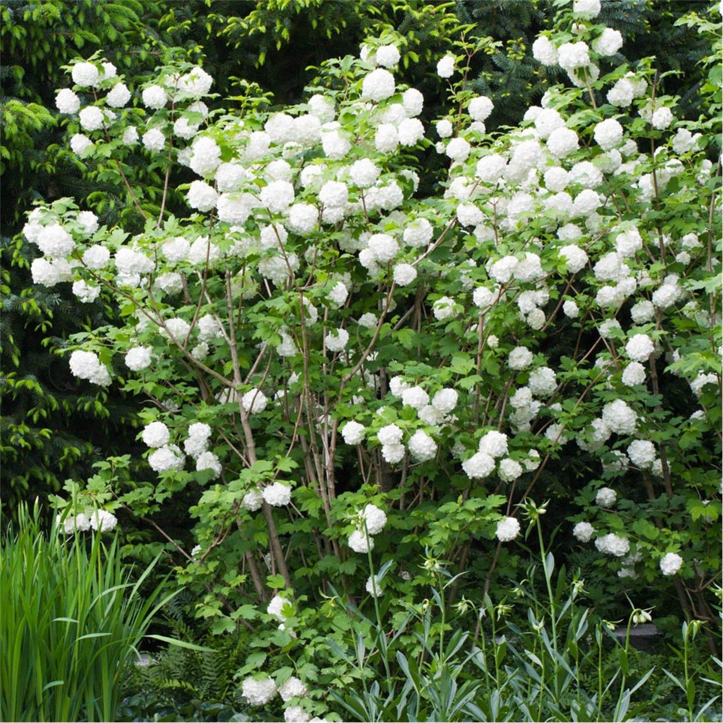 Yougarden  Viburnum Opulus Roseum (Snowball Tree) 7/9Cm - Brown - 7/9cm Pot