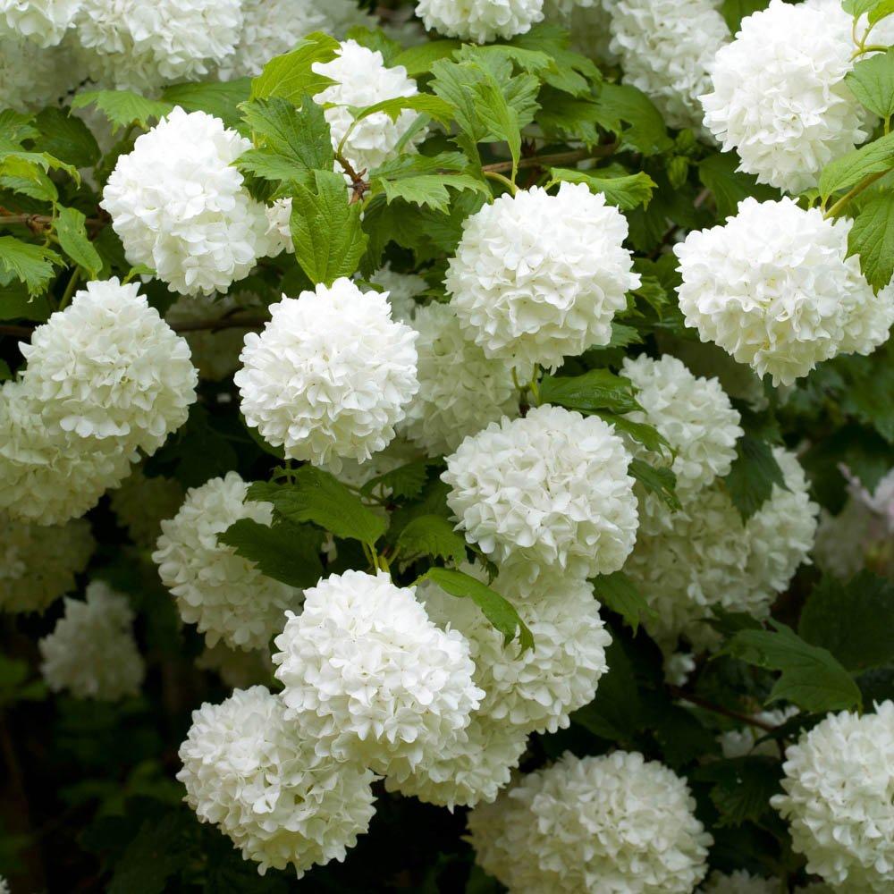 Brown - YouGarden - Viburnum opulus Roseum (Snowball Tree) 7/9cm - 2