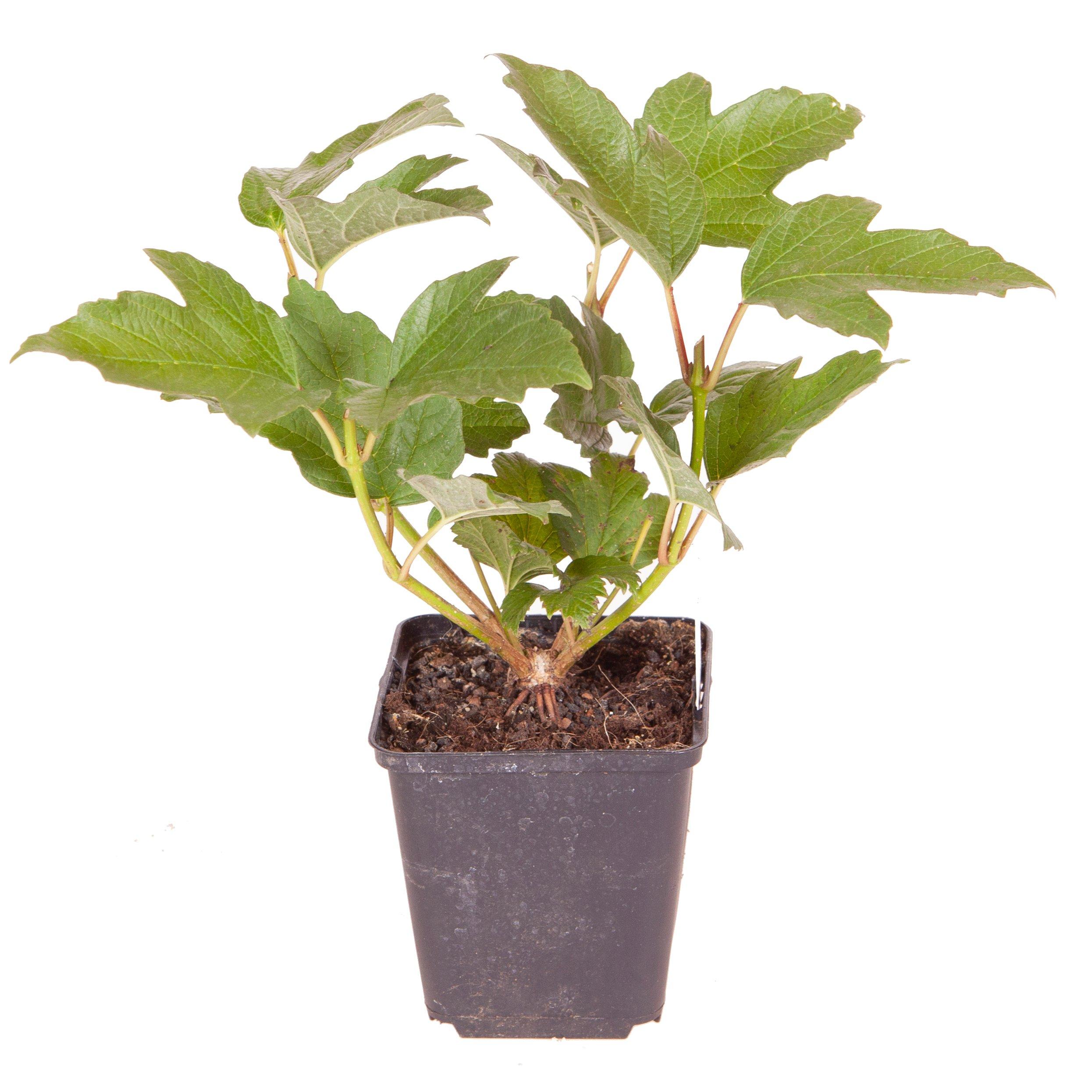 Brown - YouGarden - Viburnum opulus Roseum (Snowball Tree) 7/9cm - 3