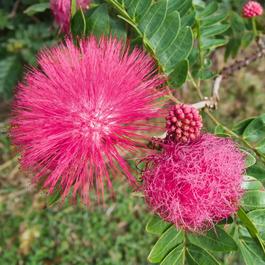 YouGarden Calliandra surinamensis Dixie Pink 80-100cm