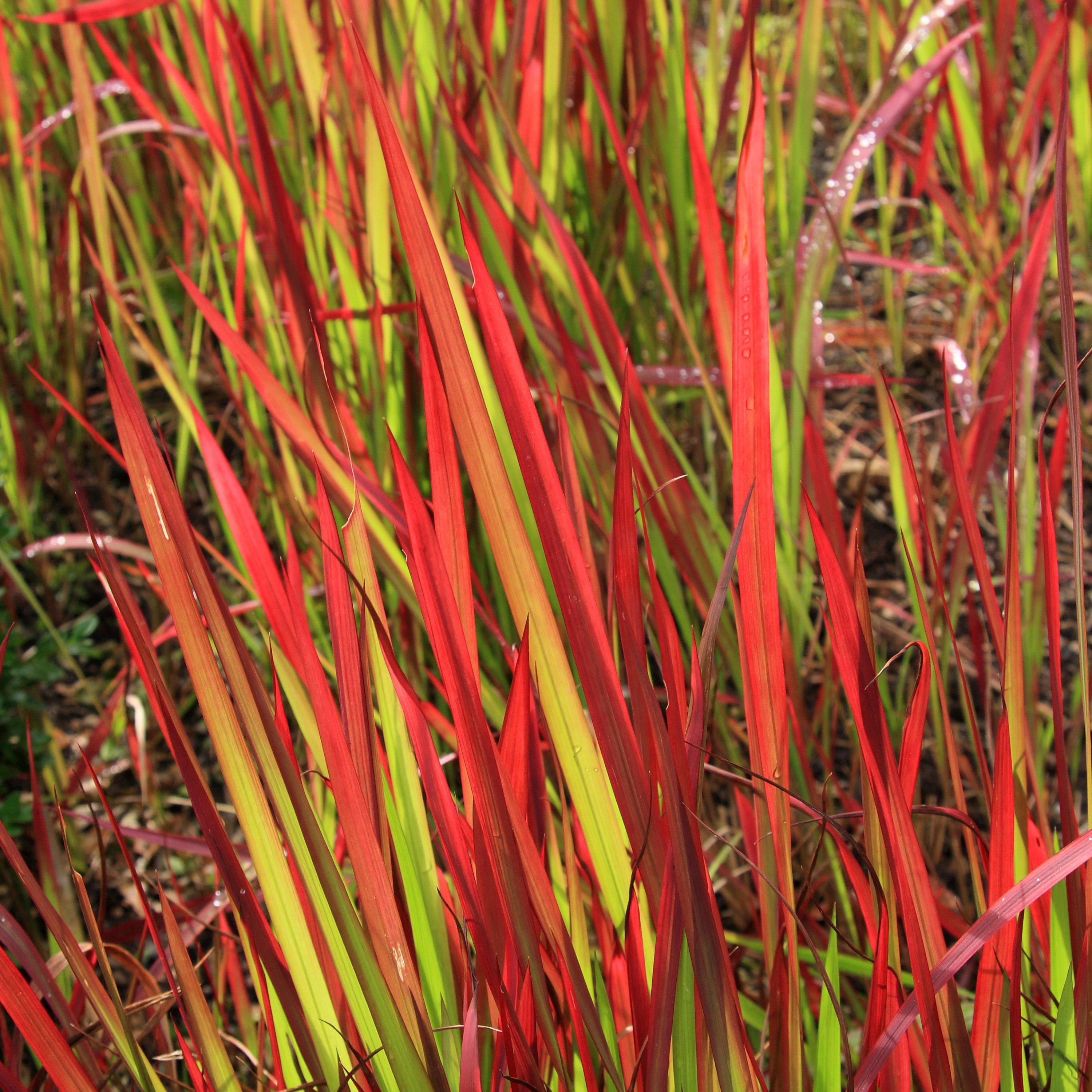Yougarden  Imperata Cylindrica Red Baron 2L - Brown - 2L Pot