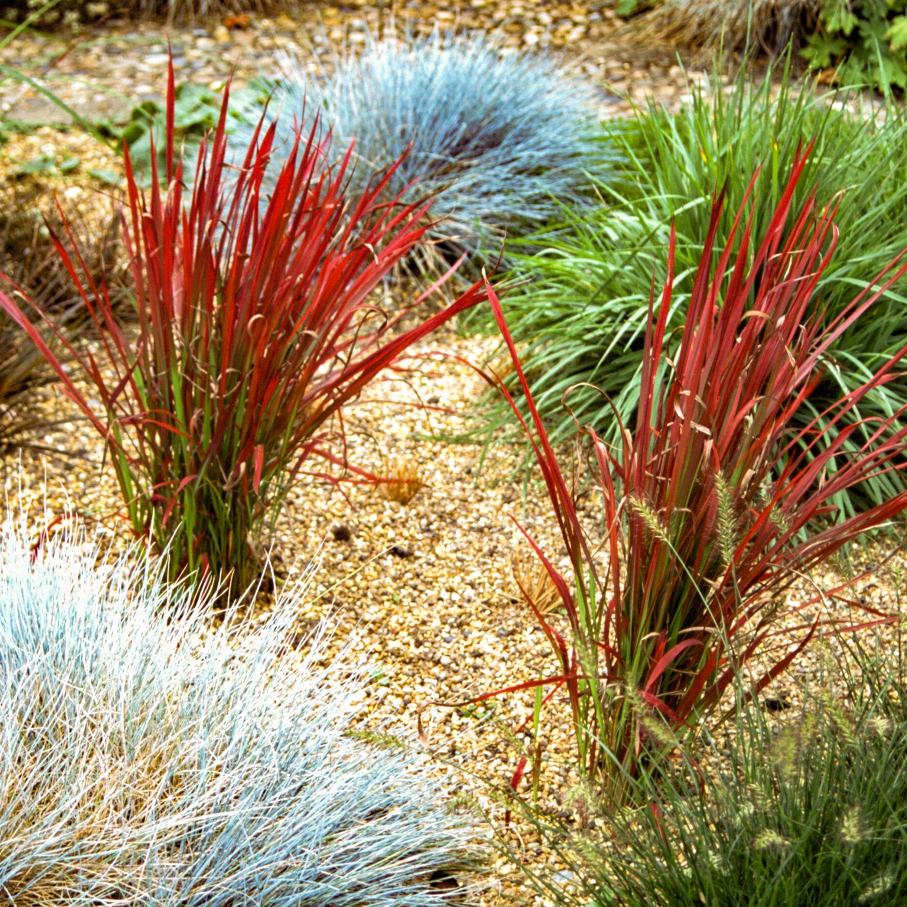 Brown - YouGarden - Imperata cylindrica Red Baron 2L - 2