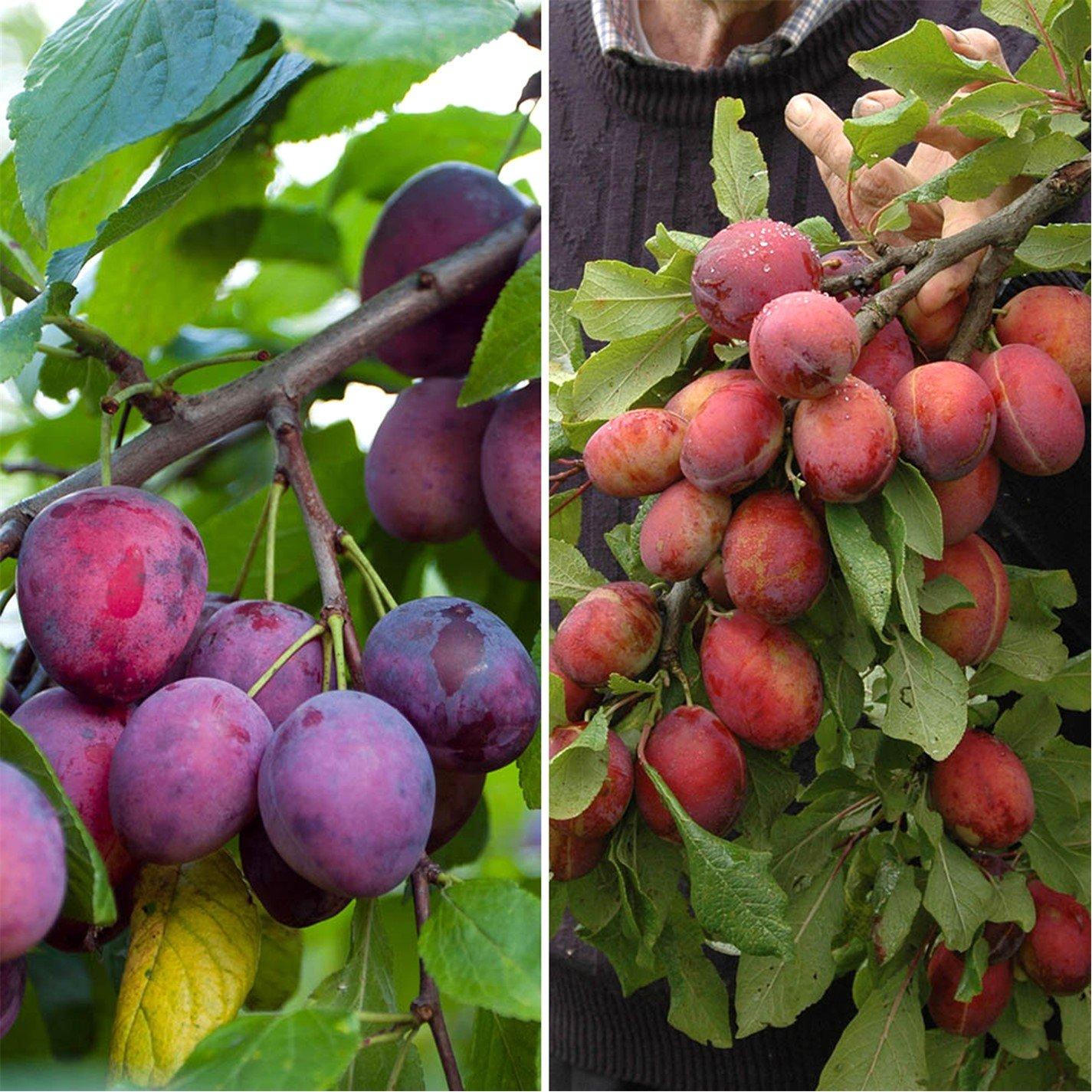 Brown - YouGarden - Plum Duo Fruit Tree bare root - 1