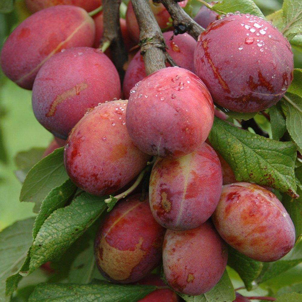 Brown - YouGarden - Plum Duo Fruit Tree bare root - 2