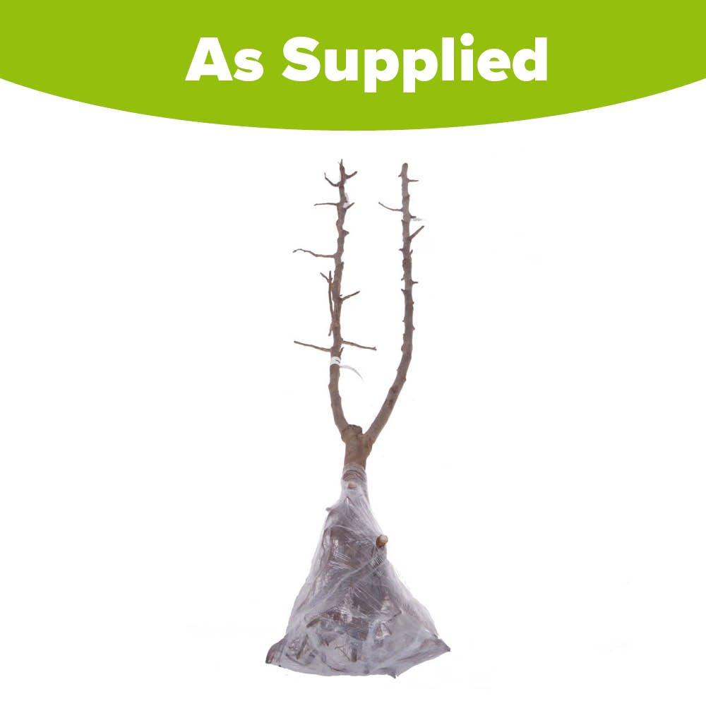 Brown - YouGarden - Plum Duo Fruit Tree bare root - 3