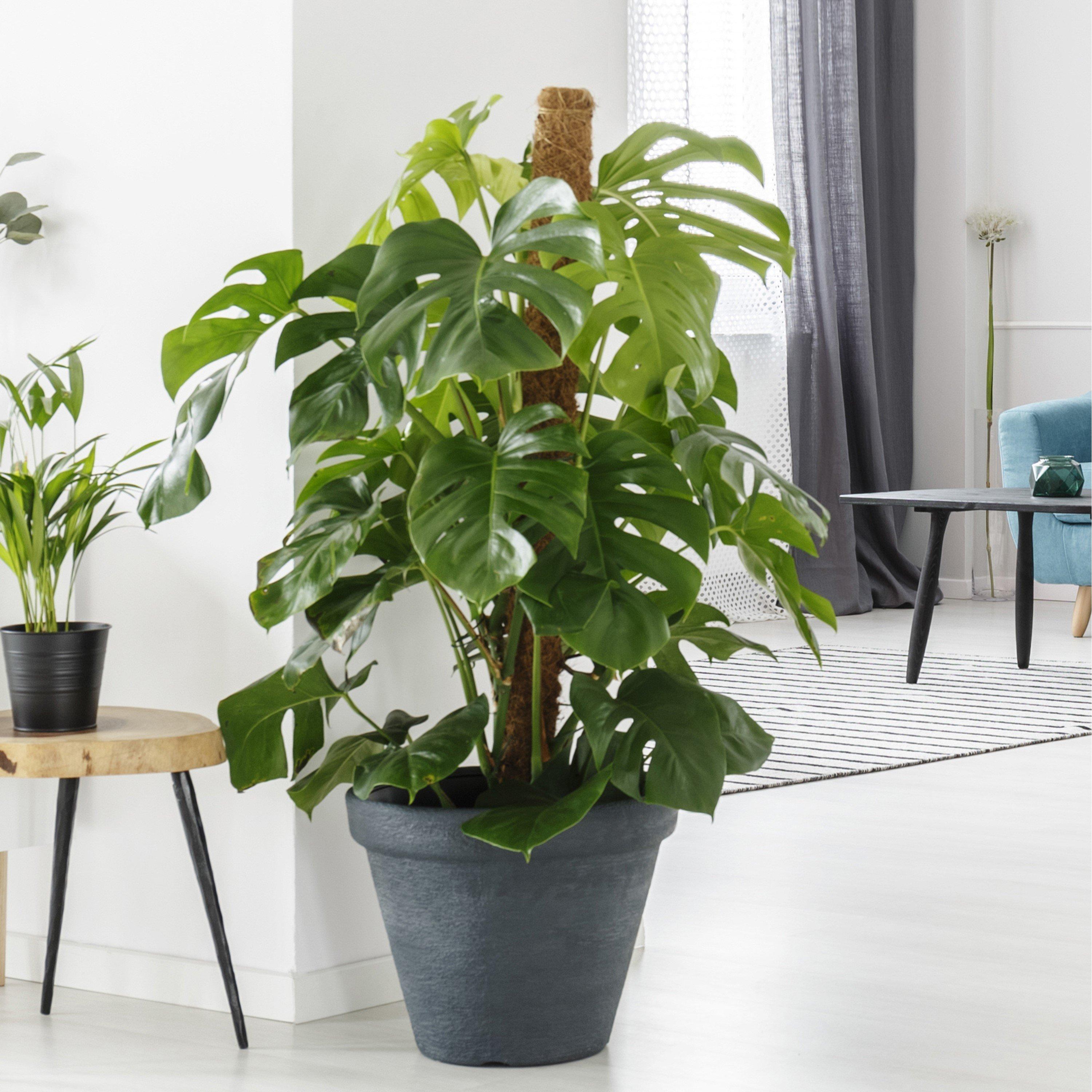 Yougarden  Monstera Deliciosa 4L 60 - 80Cm - Brown - 4L Pot