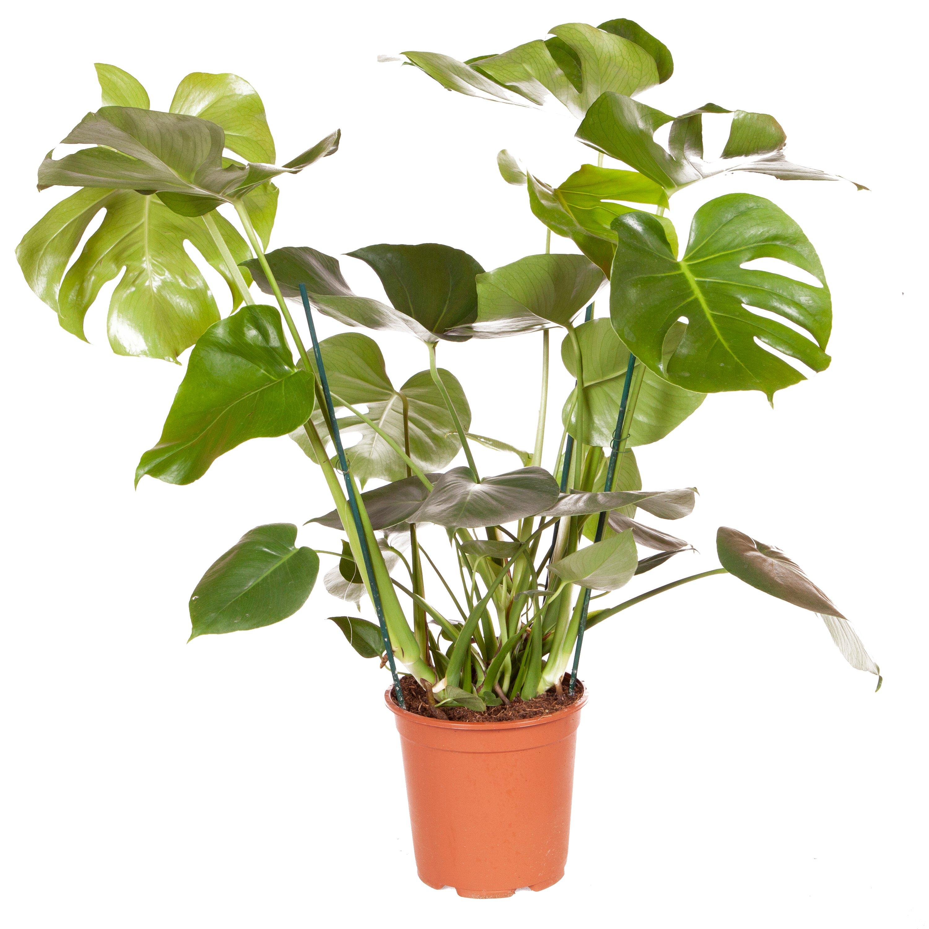 Brown - YouGarden - Monstera deliciosa 4L 60 - 80cm - 3